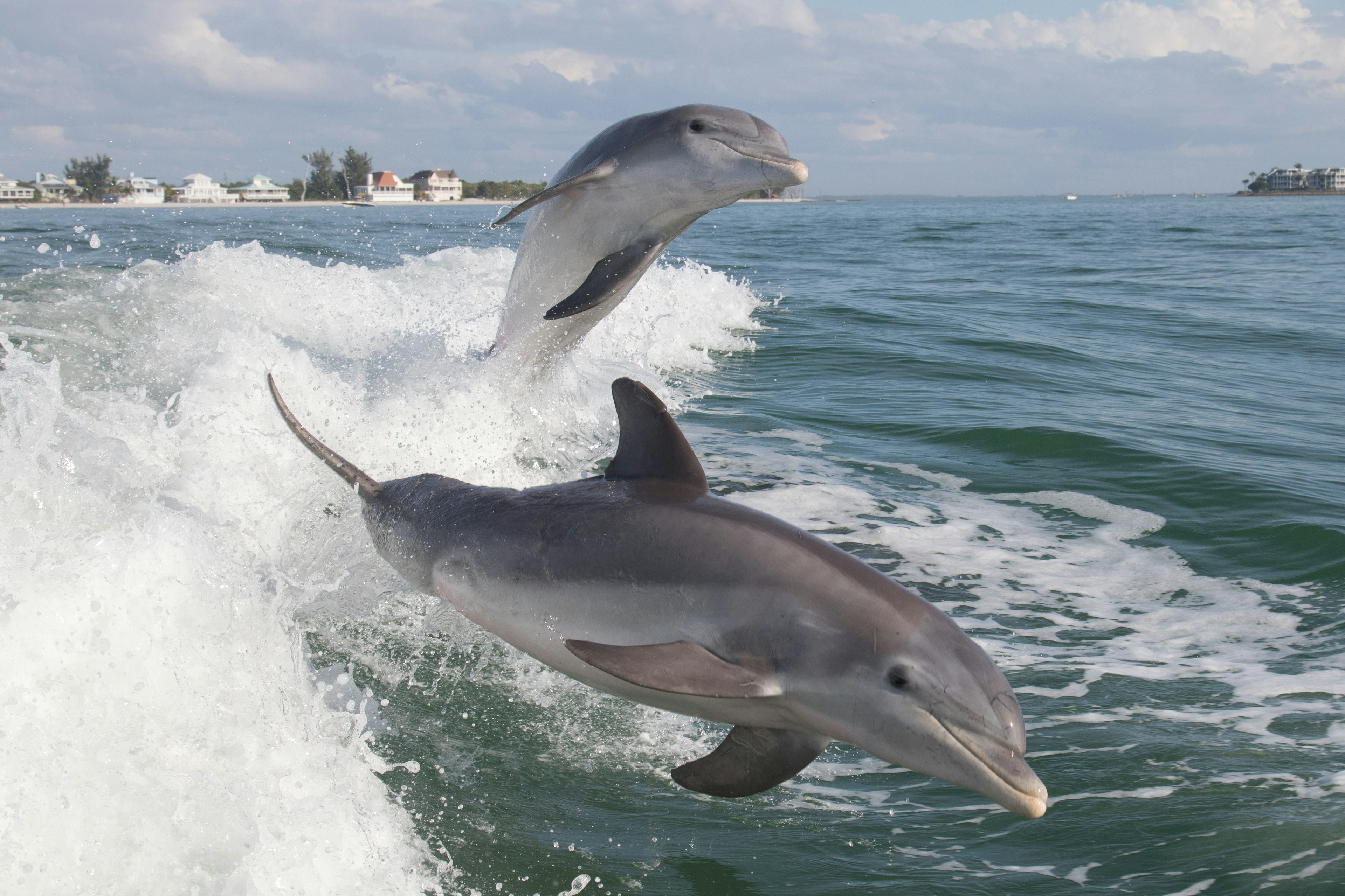 Dolphins playing in the wake of a boat in Florida