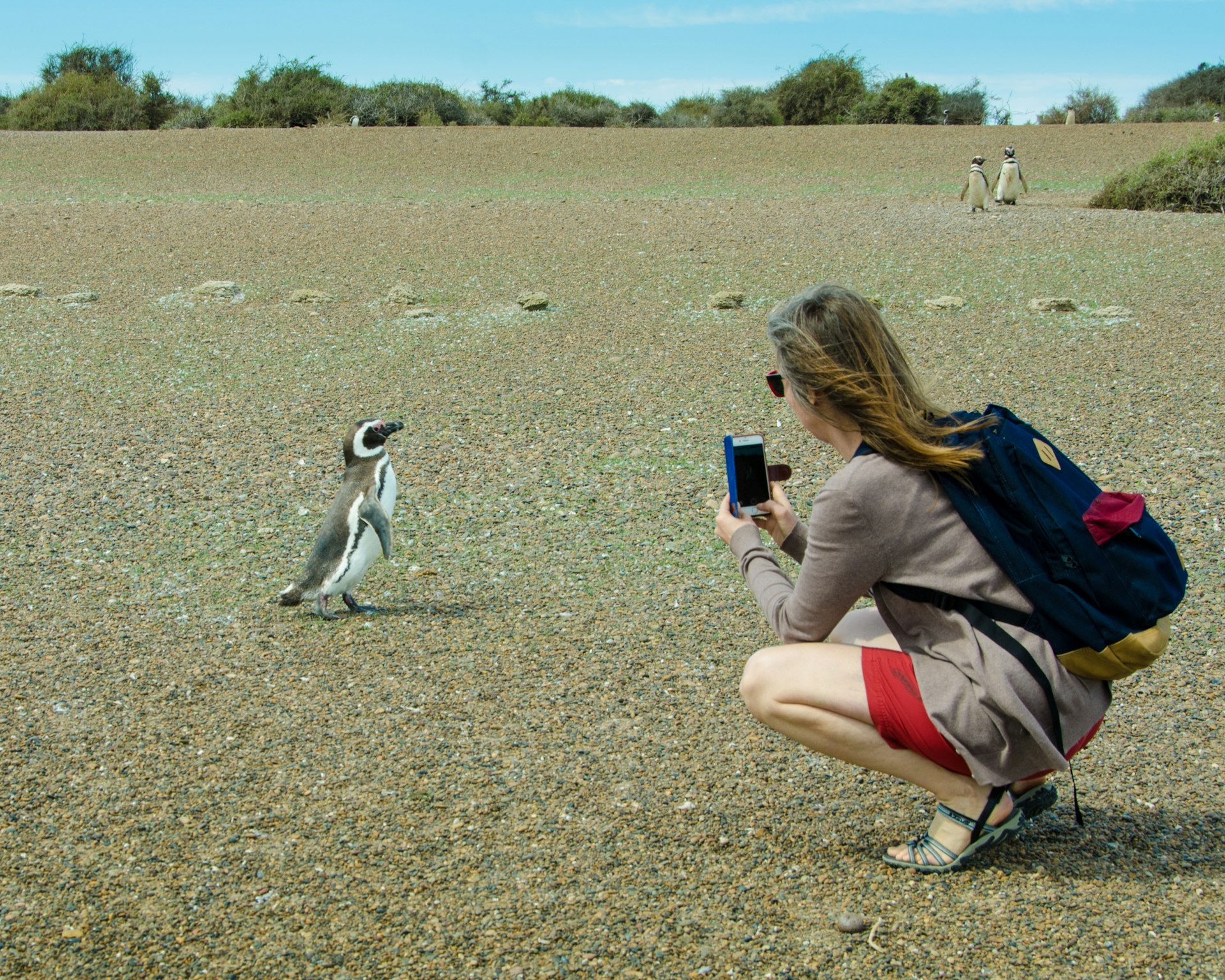 Female tourist photographs a young Magellanic penguins living in the rookery in Peninsula Valdes in Patagonia, Argentina