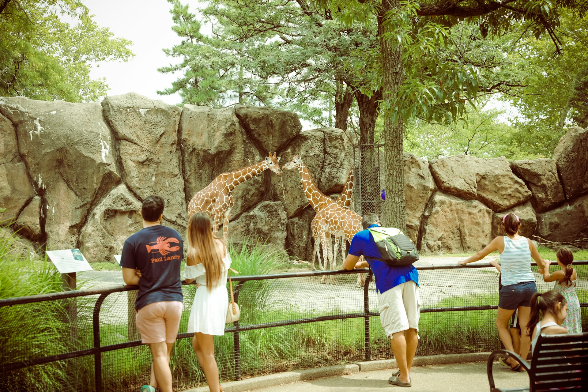 Adults and kids gather in front of an enclosure to look at giraffes, creatures with long legs and long necks