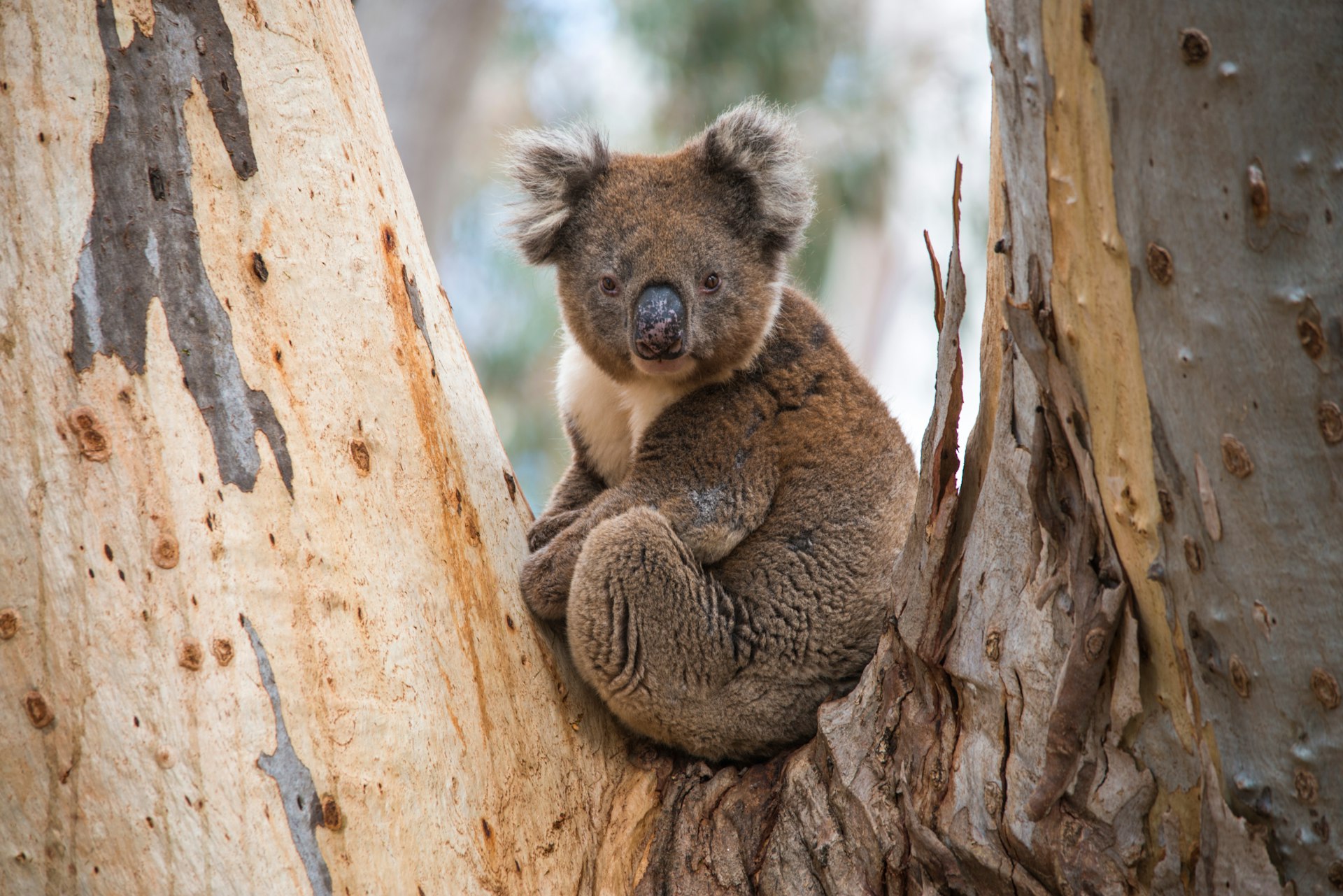 A koala on Kangaroo Island, South Australia, Australia