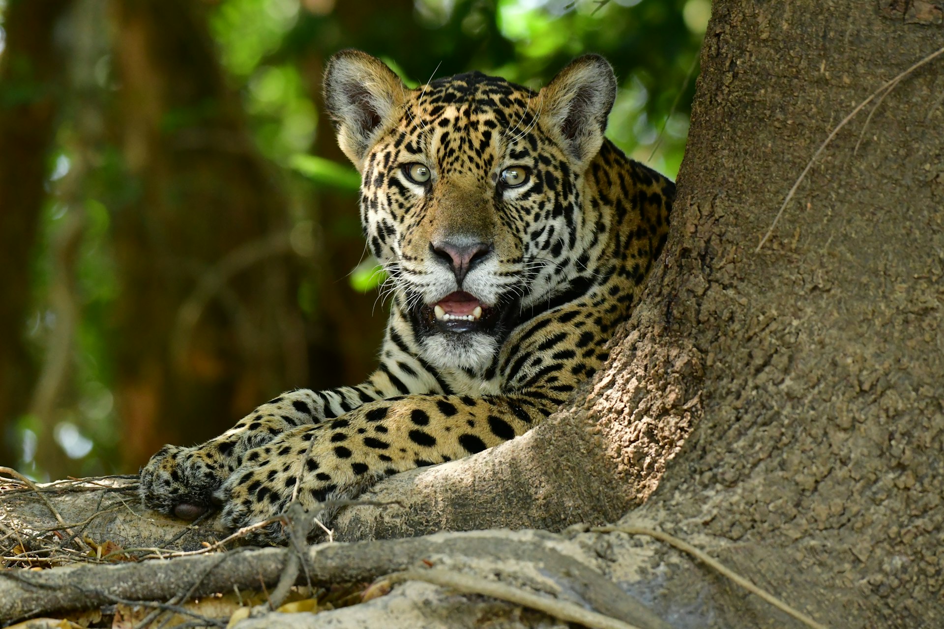 A jaguar in the Panatal, Brazil