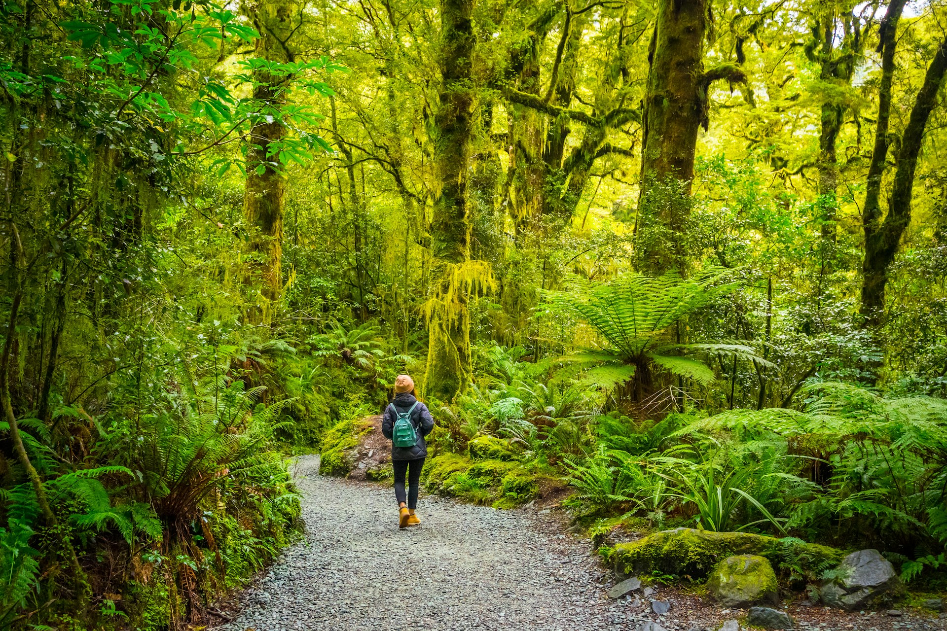 A female hiker walks on a track through rainforest at Chasm Fall, in the Fiordland National Park