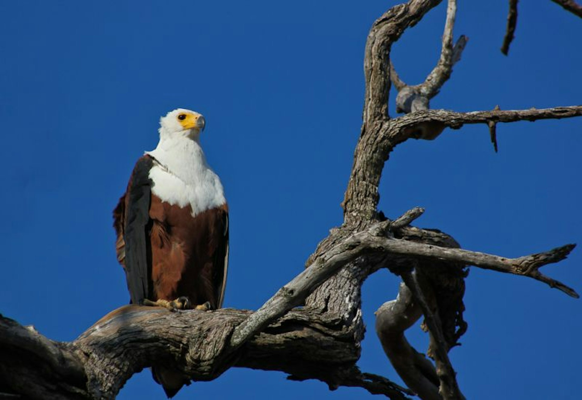 An Eagle stands on a tree trunk in Chobe National Park, Botswana 