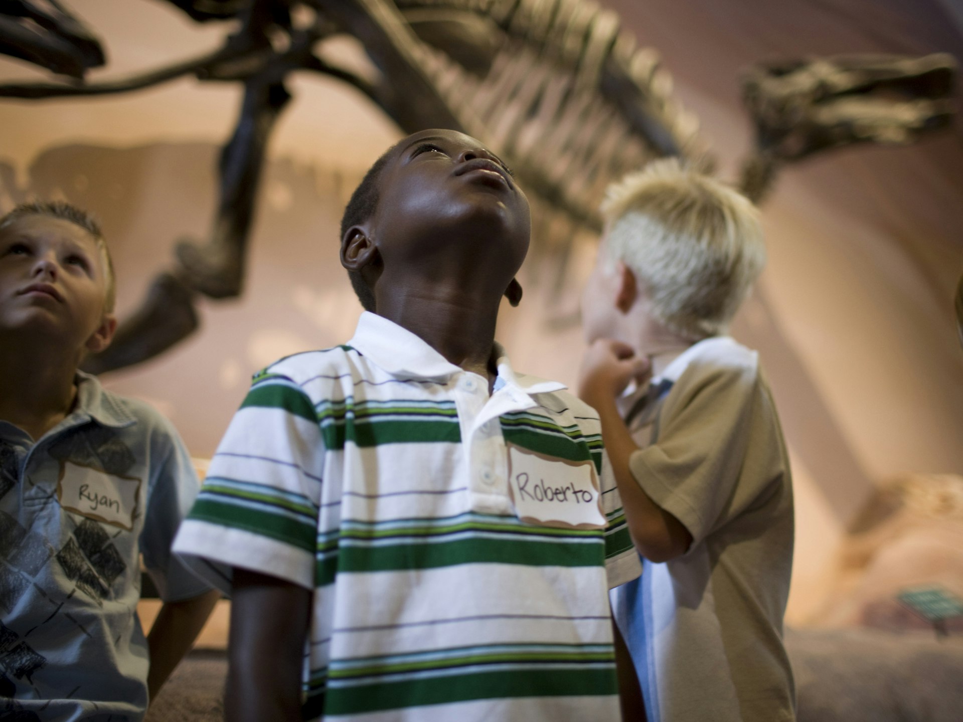 A young boy gazing up at dinosaur exhibits in a museum