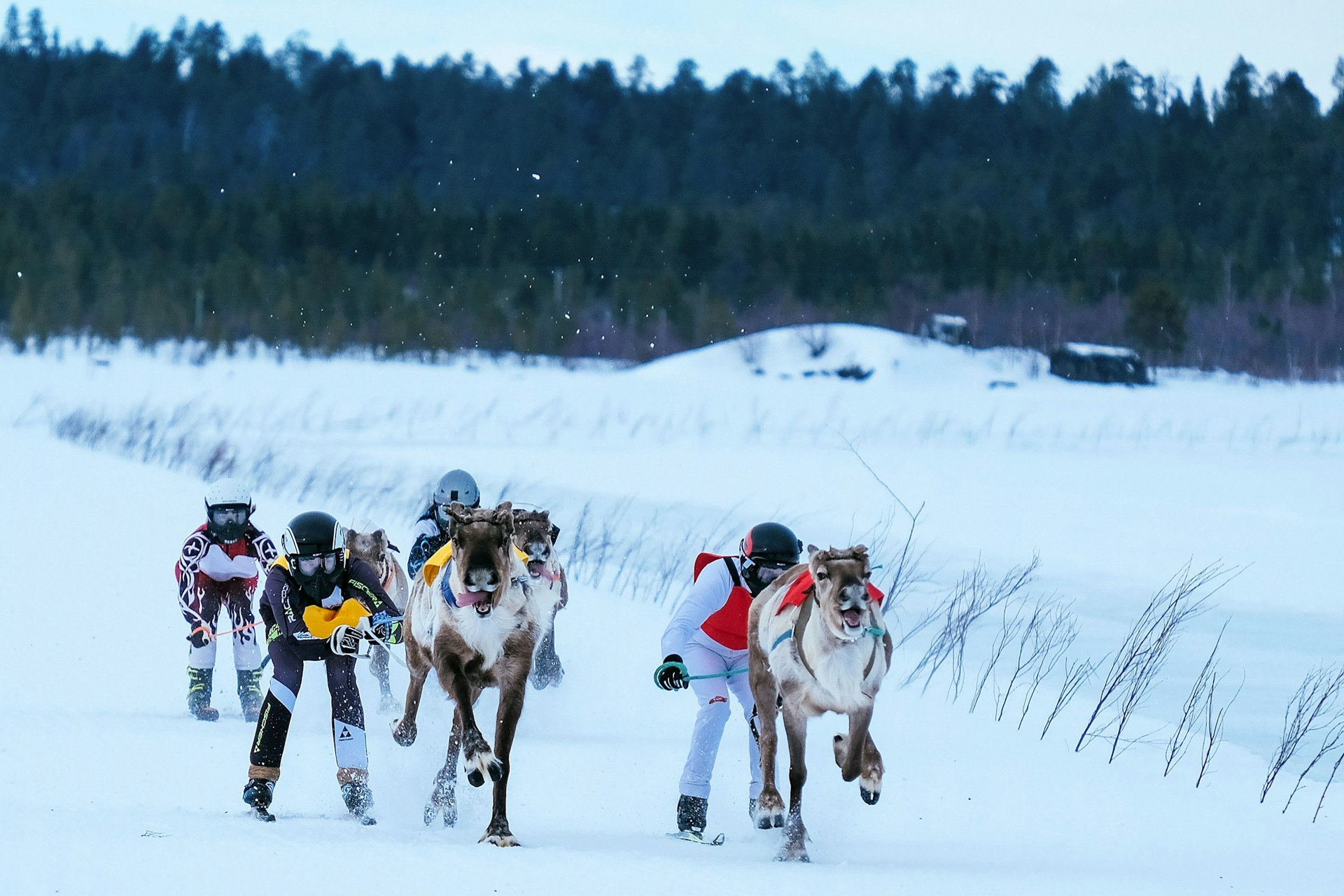 Reindeers and their jockeys are seen as they approach the finish line, Inari, Finland