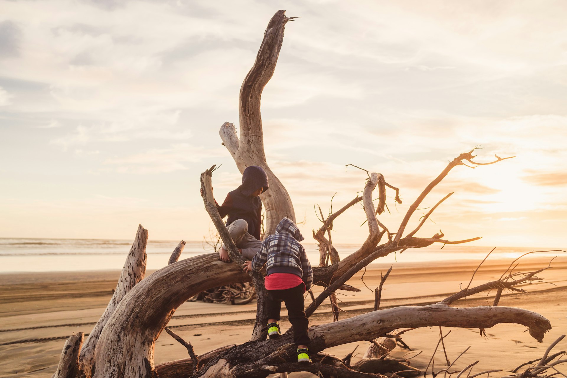 Two little boys climb on a washed-up tree at Muriwai beach, Auckland, New Zealand.
