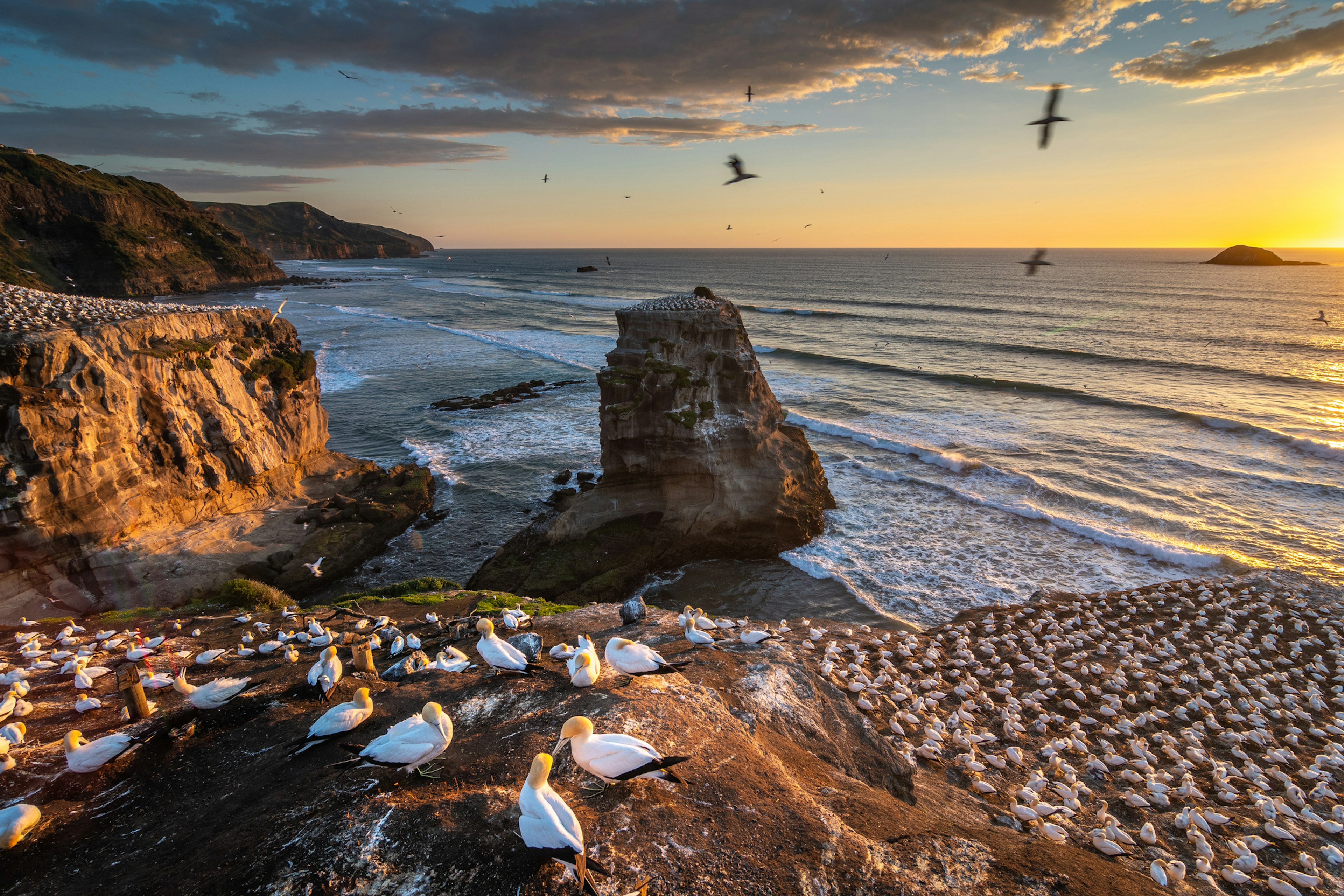 A clifftop at sunset with nesting gannets