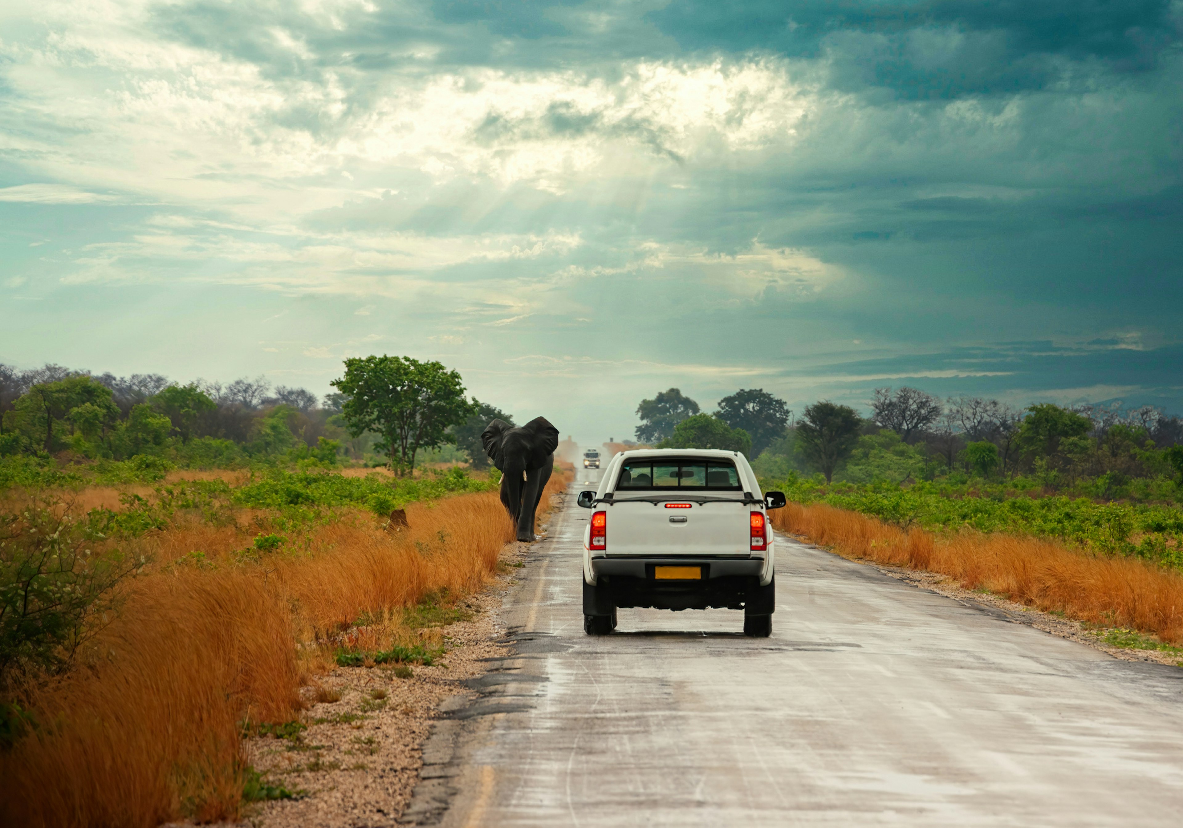 elephant strolling on the highway between the cars in Kasane, Botswana