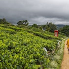 1281854614
active livestyle, asian, asian ethnicity, british phone booth, colour image, cp, crop, fourties, green, highland, hill station, huluganga, madulkelle, misty, outdoor apparel, outdoor sport, phone booth, rural area, tea, tea plantation, travel destination, trekking, vegetation, walking path