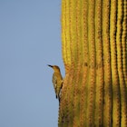 Gila Woodpecker on a Saguaro Cactus
1348972628
birdwatching, desert, flicker, green, nest, noisy, saguaro, sunshine, wild, wildlife