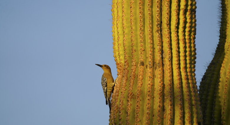 Gila Woodpecker on a Saguaro Cactus
1348972628
birdwatching, desert, flicker, green, nest, noisy, saguaro, sunshine, wild, wildlife