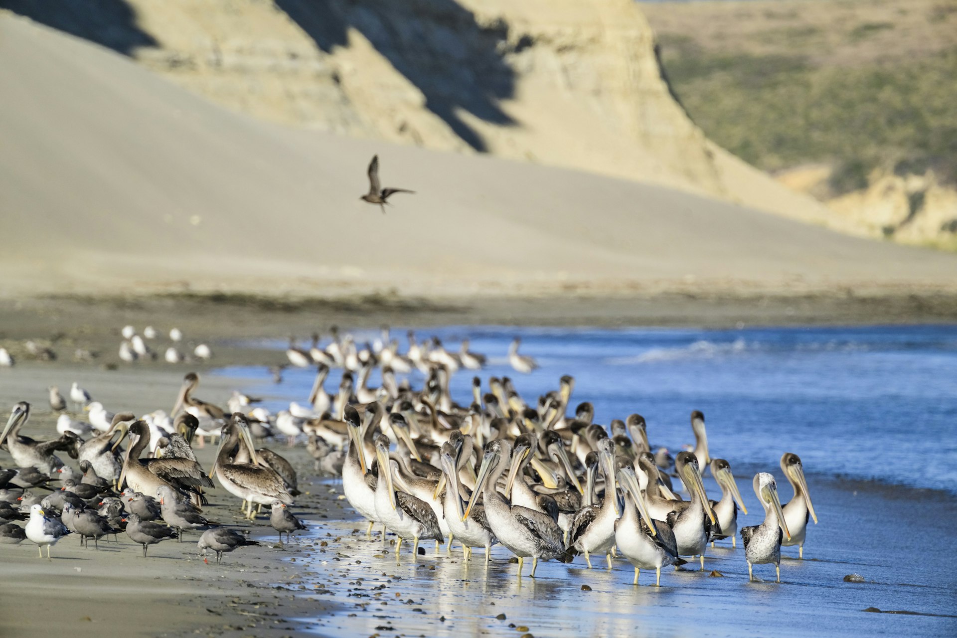 brown pelican feeding frenzy in the sea Point Reyes Natinoal seashore in California