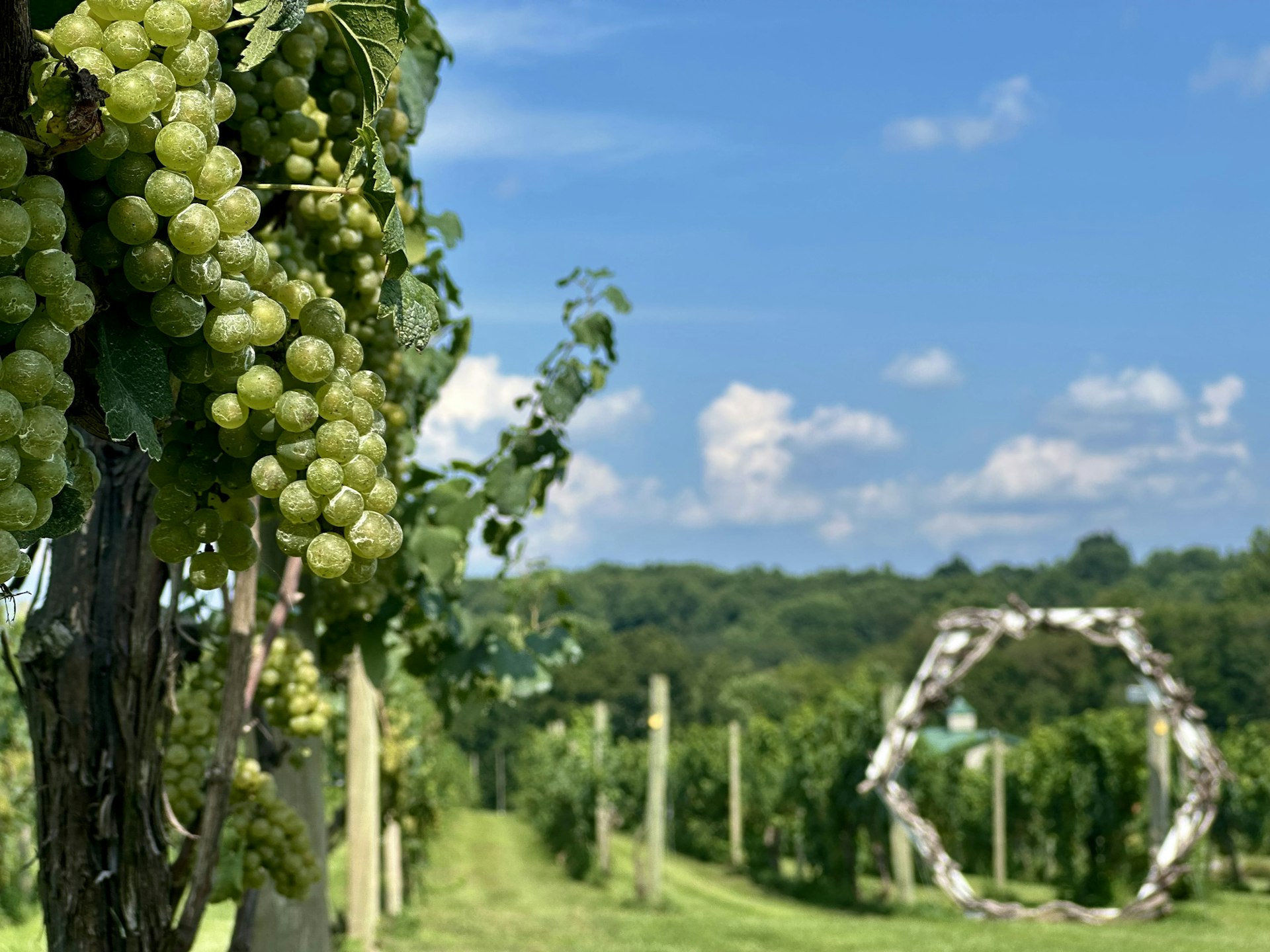 Image of grapes against a lush background at a vineyard in Brandywine Valley