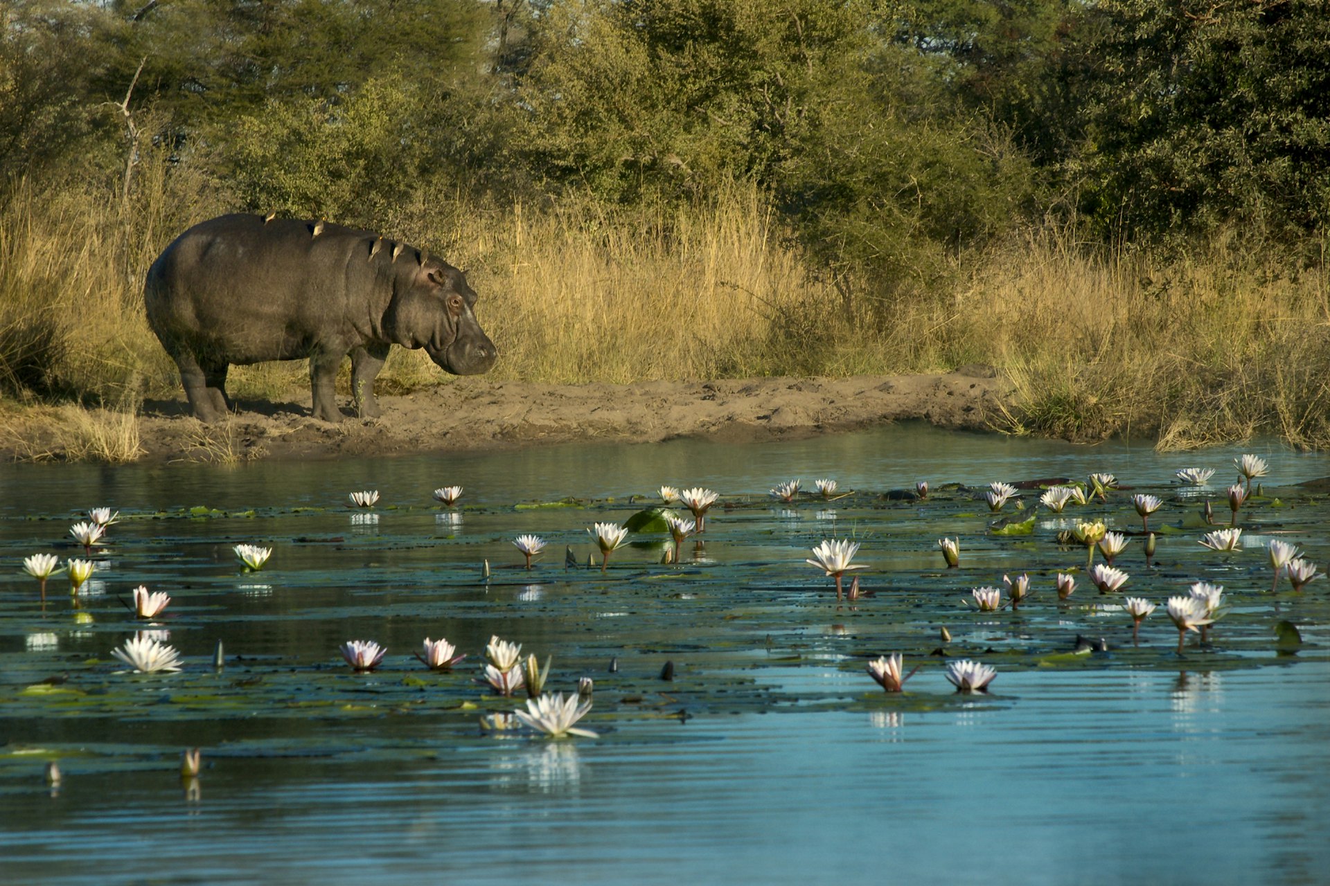 A hippopotamus standing on a riverbank with birds resting on its back looks at the river with flowers floating in the water