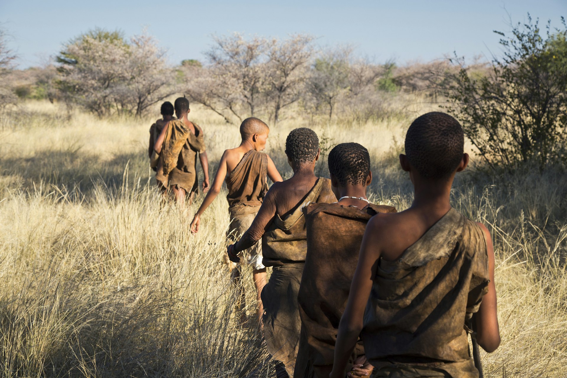 A line of San Bushmen walk through the long grass in Botswana taken from behind