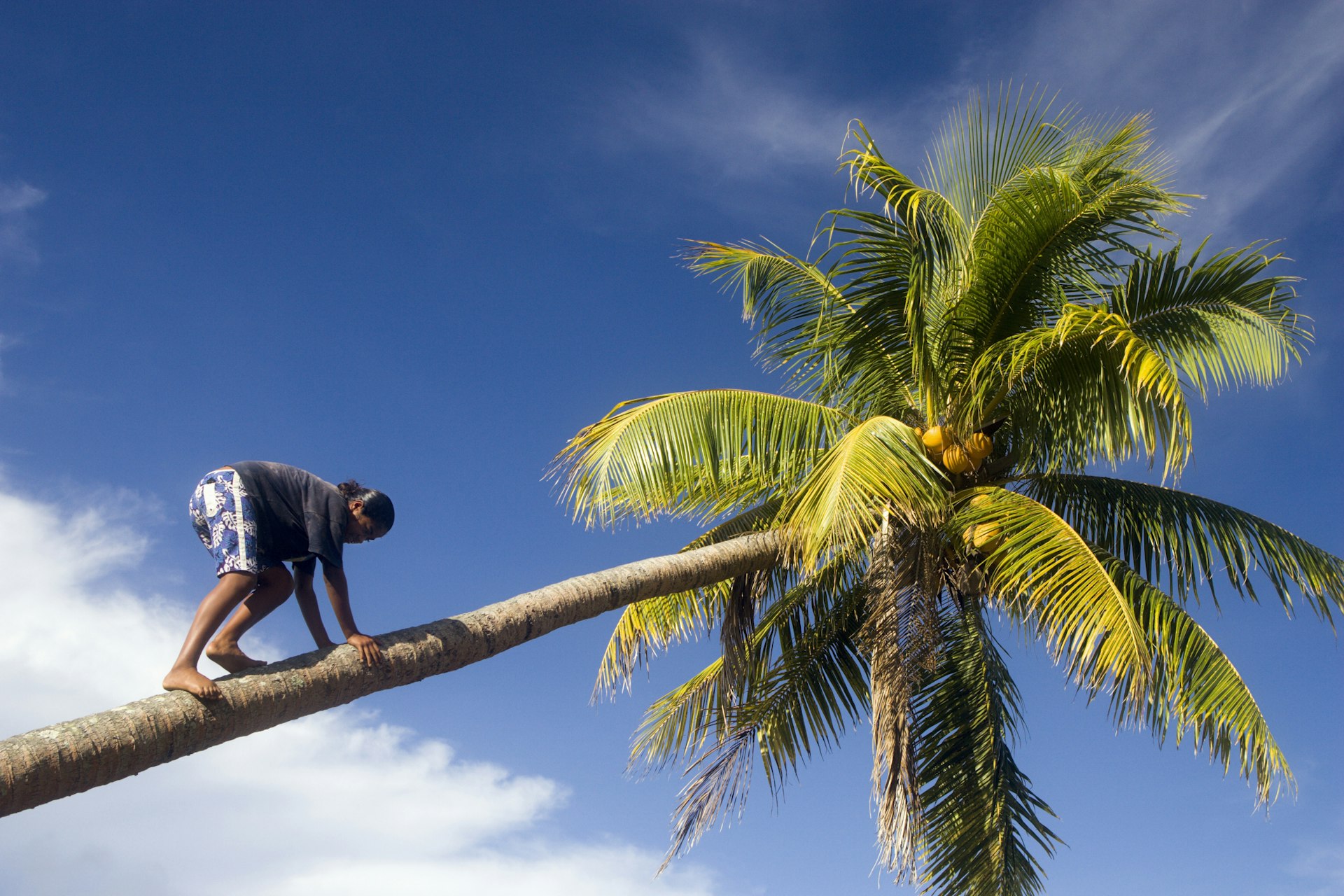 A teenage girl scales a coconut tree barefoot