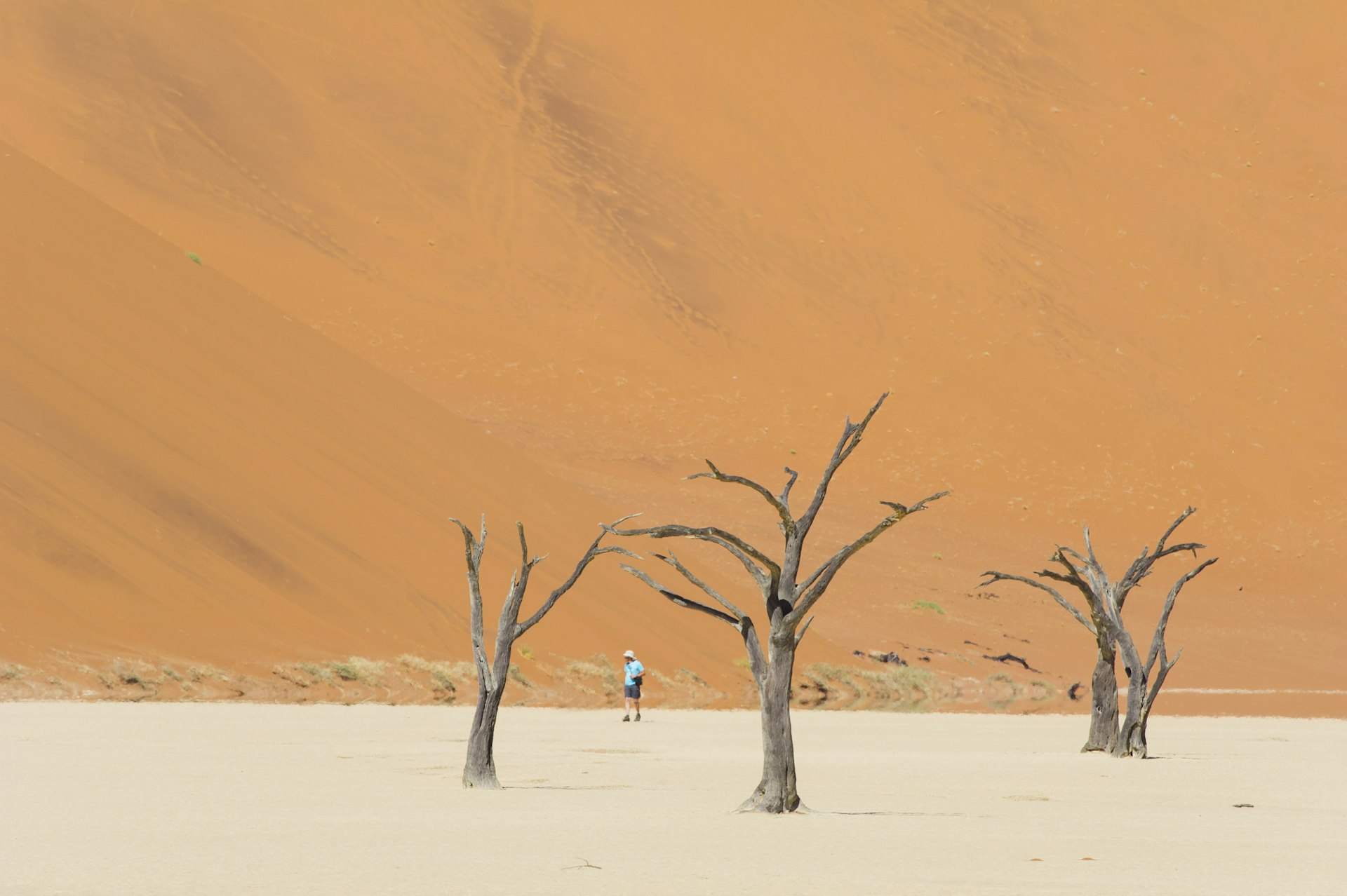 A man walks along the dead acacia trees of the Deadvlei salt pan, with a giant sand dune in the background