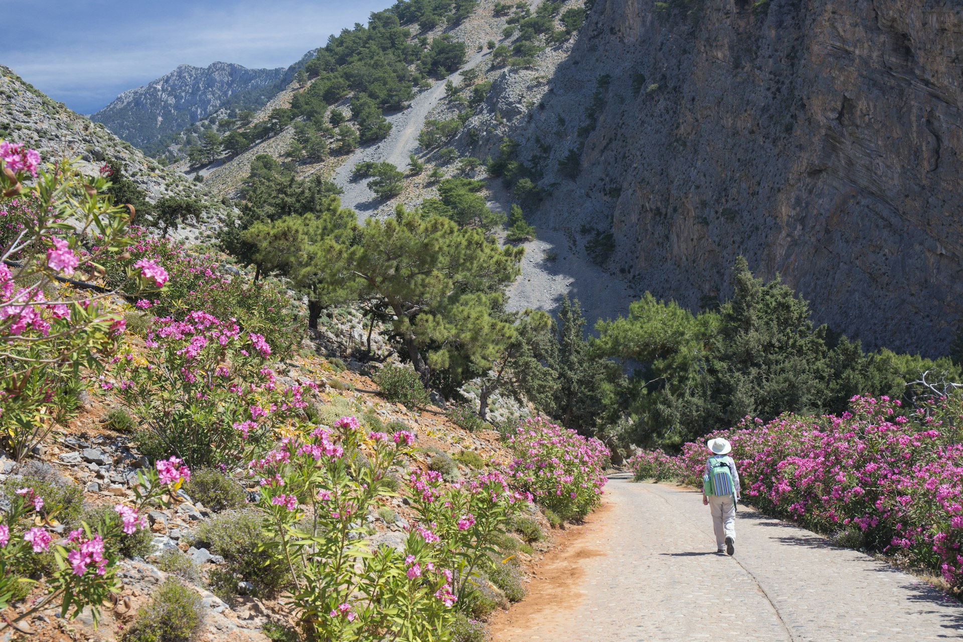 A hiker surrounded by pink oleander in the Samaria Gorge, Crete, Greece
