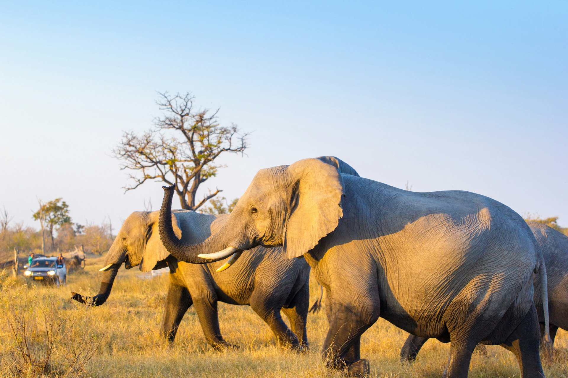 Wild Elephants roam the Okavango Delta in Botswana as a tourist venicle looks on in the background