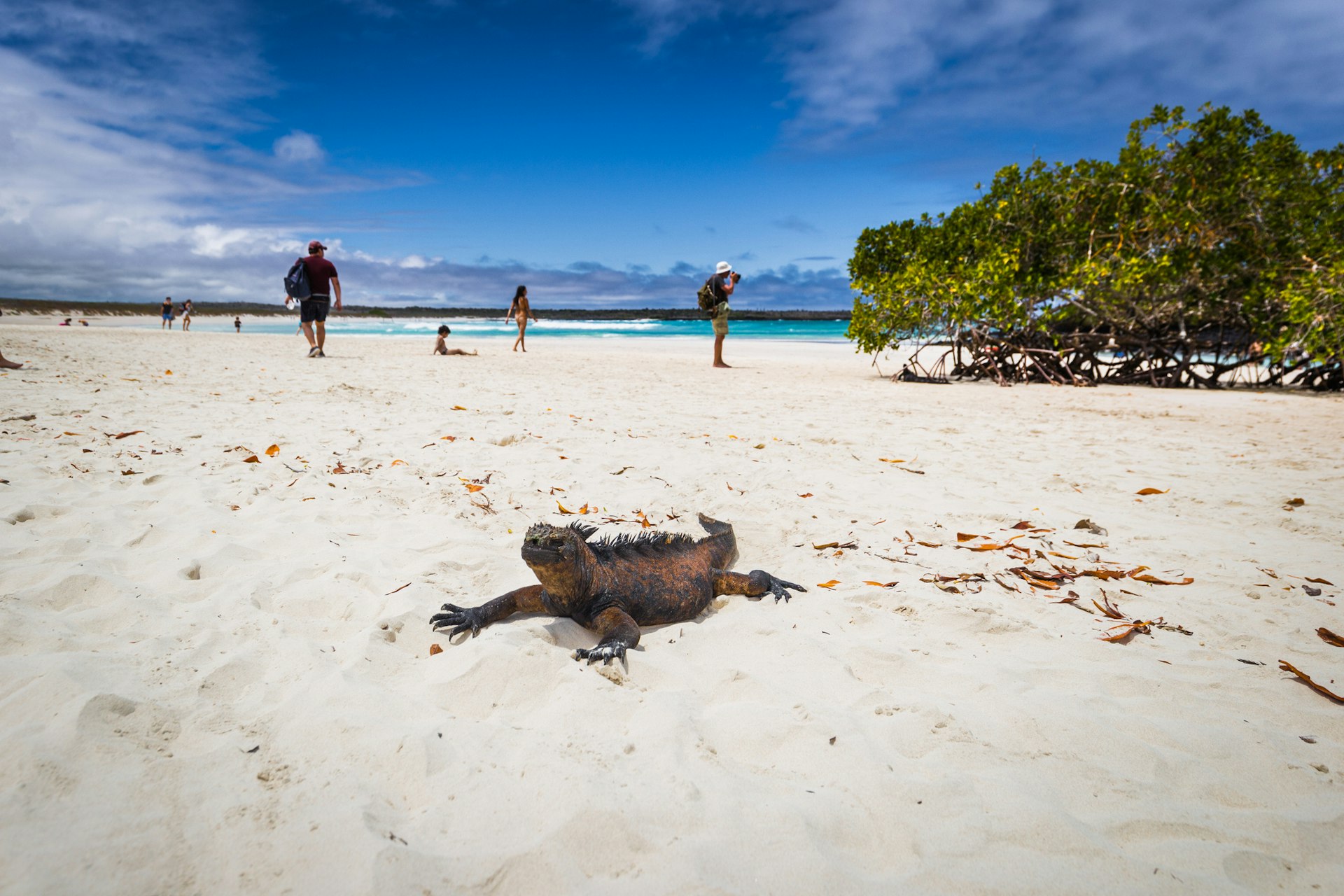 A marine iguana wanders along a white-sand beach as tourists and photographers pass in the background