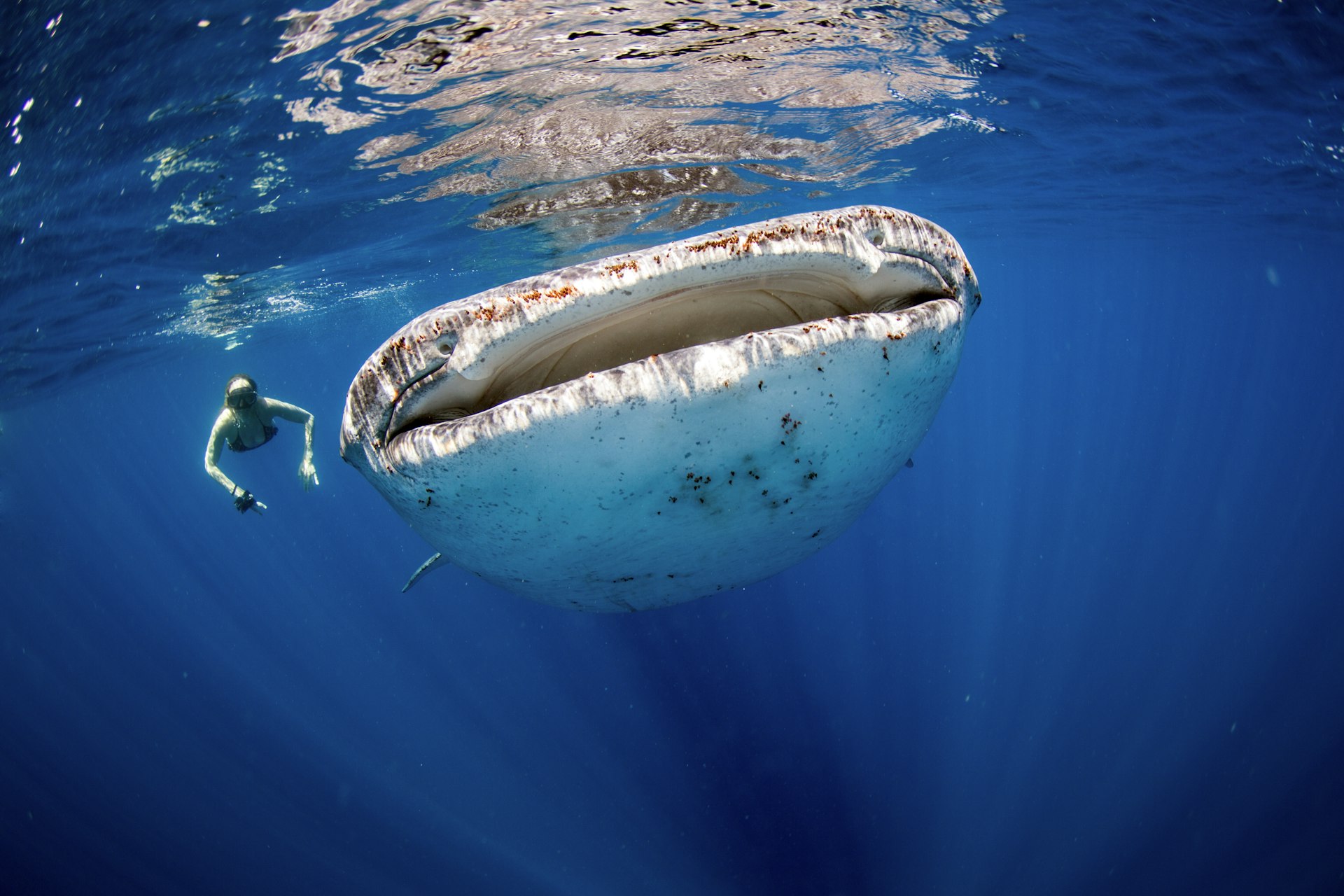 An underwater shot of a swimmer swimming behind a large whale shark 