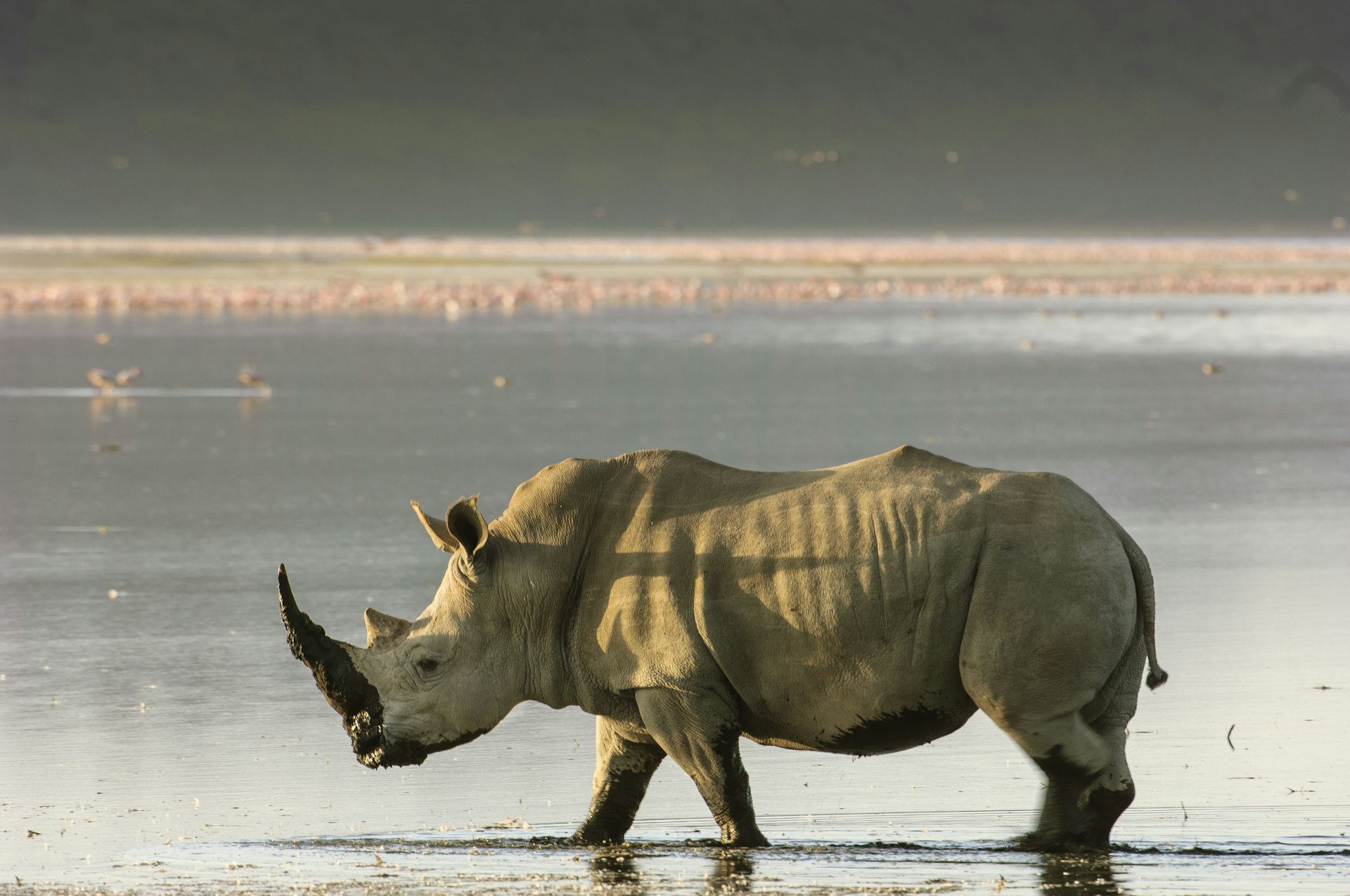 Wild white rhinoceros walking on the shore of Lake Nakuru with lesser flamingos in the water in the background