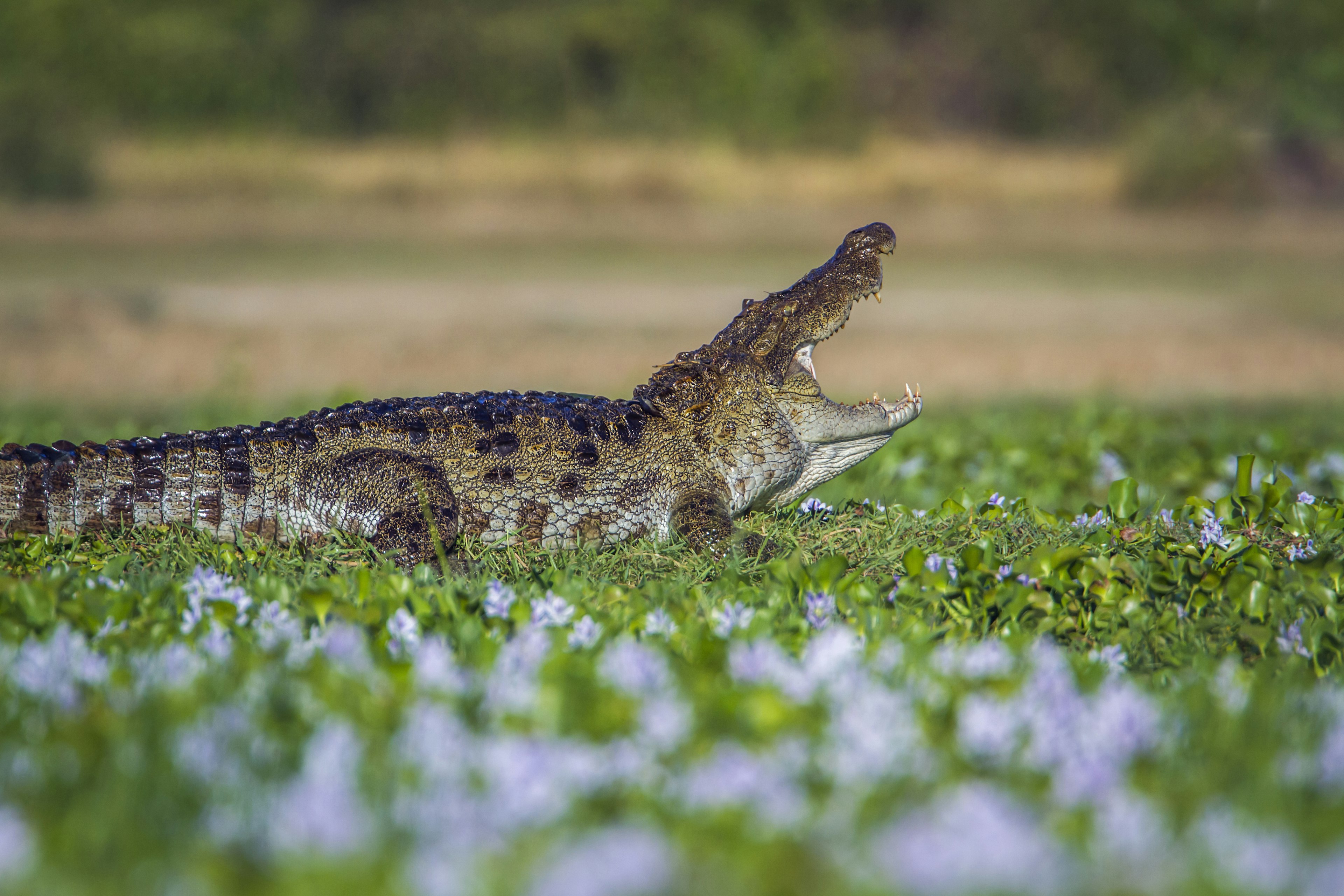 A mugger crocodile with its jaws wide open in green marshland.