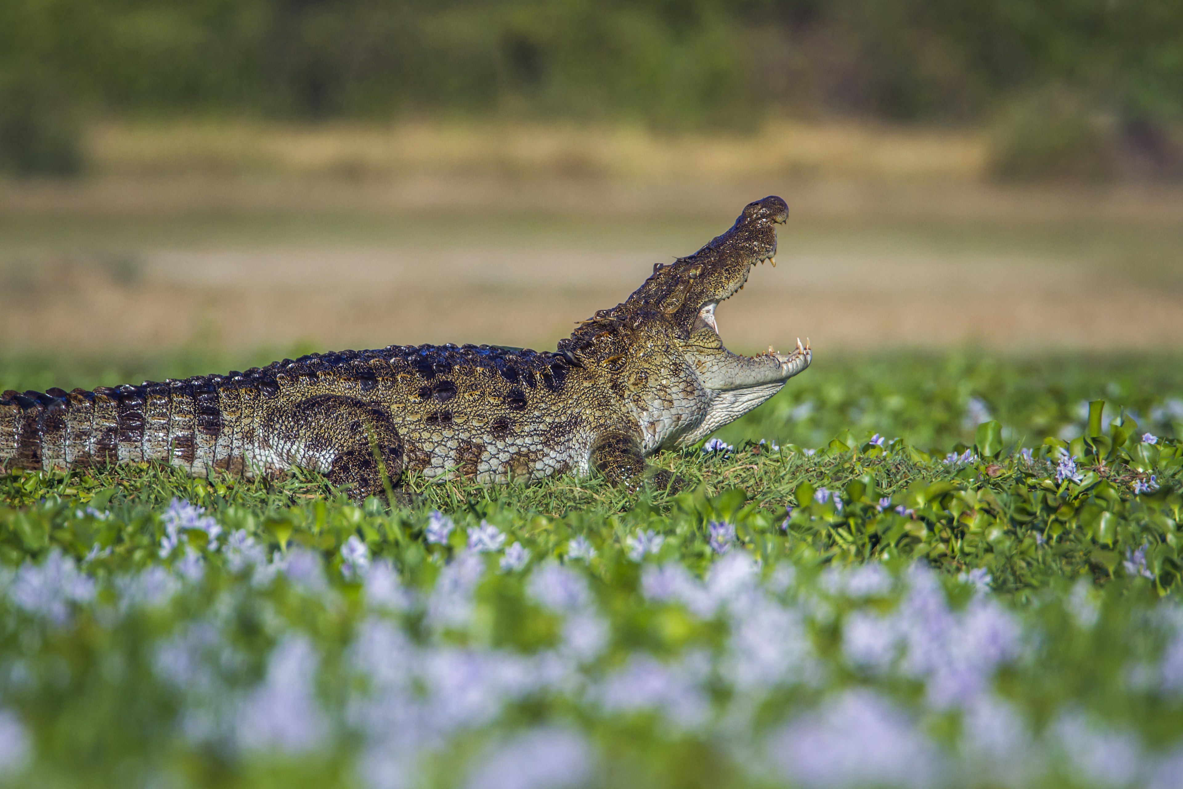 A mugger crocodile with its jaws wide open in green marshland at Kumana National Park in Sri Lanka