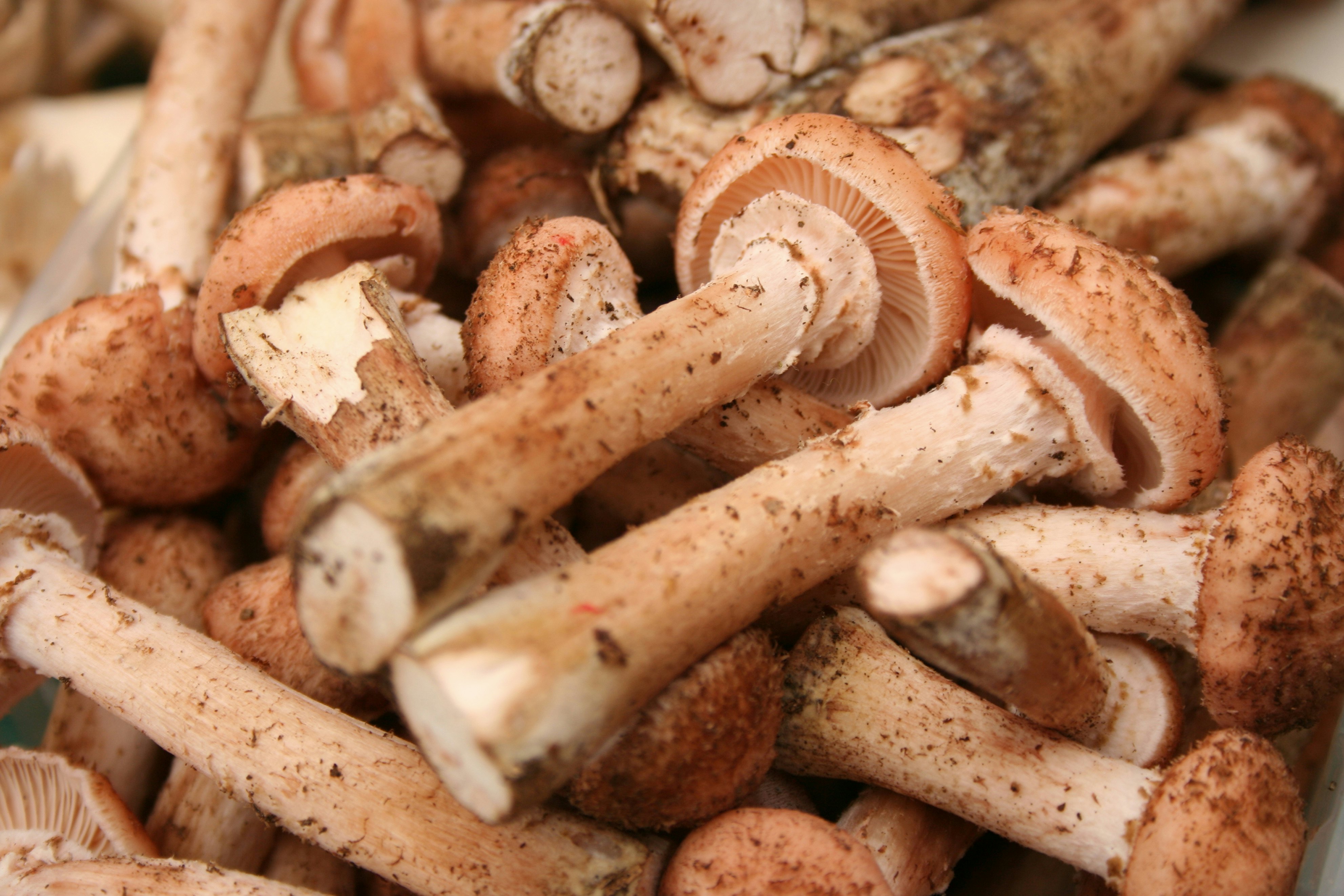 Mushrooms on show at a stall