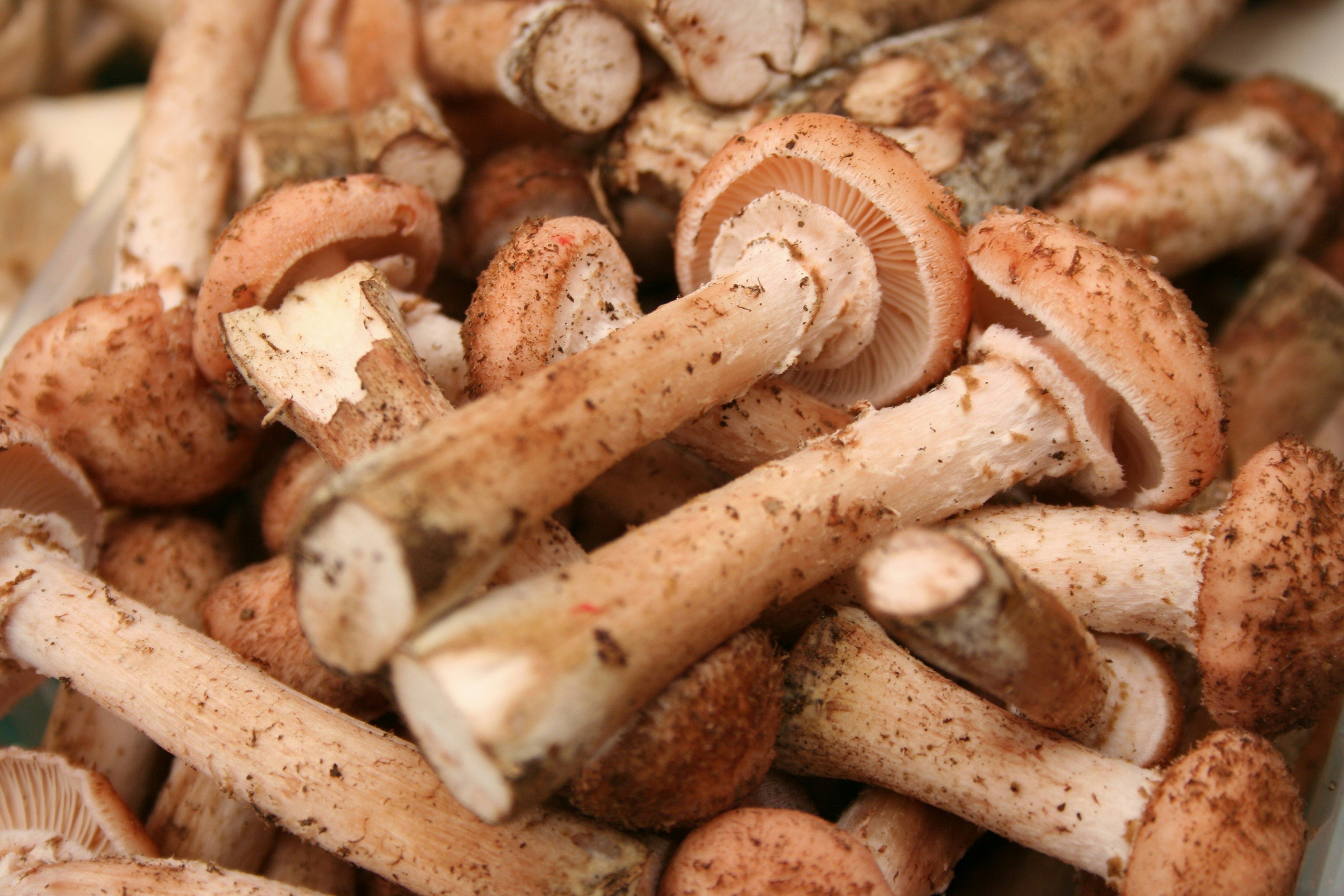 Mushrooms on display at a stall.