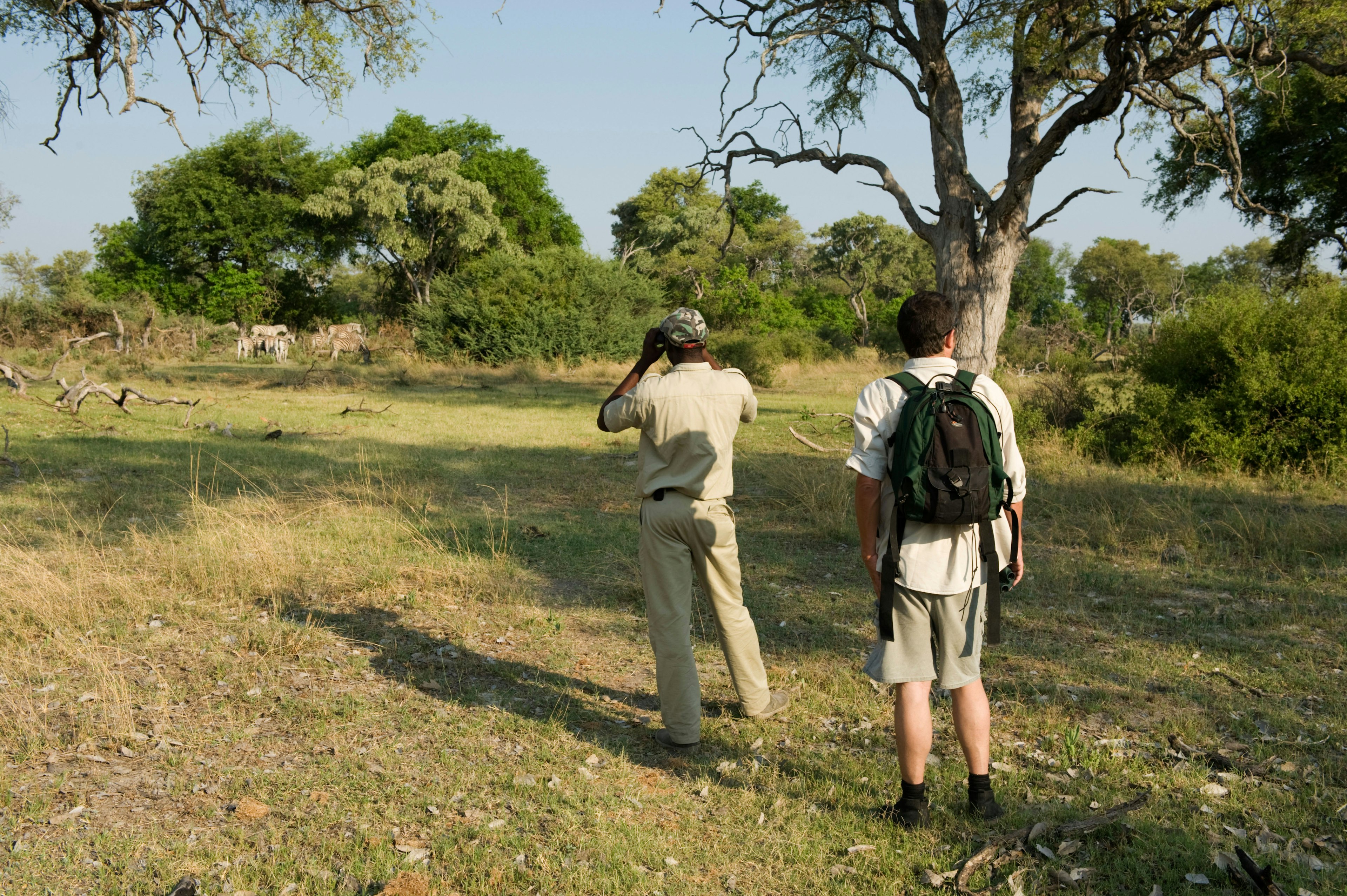 Tourist watching zebra on a walking safari, Okavango Delta, Botswana