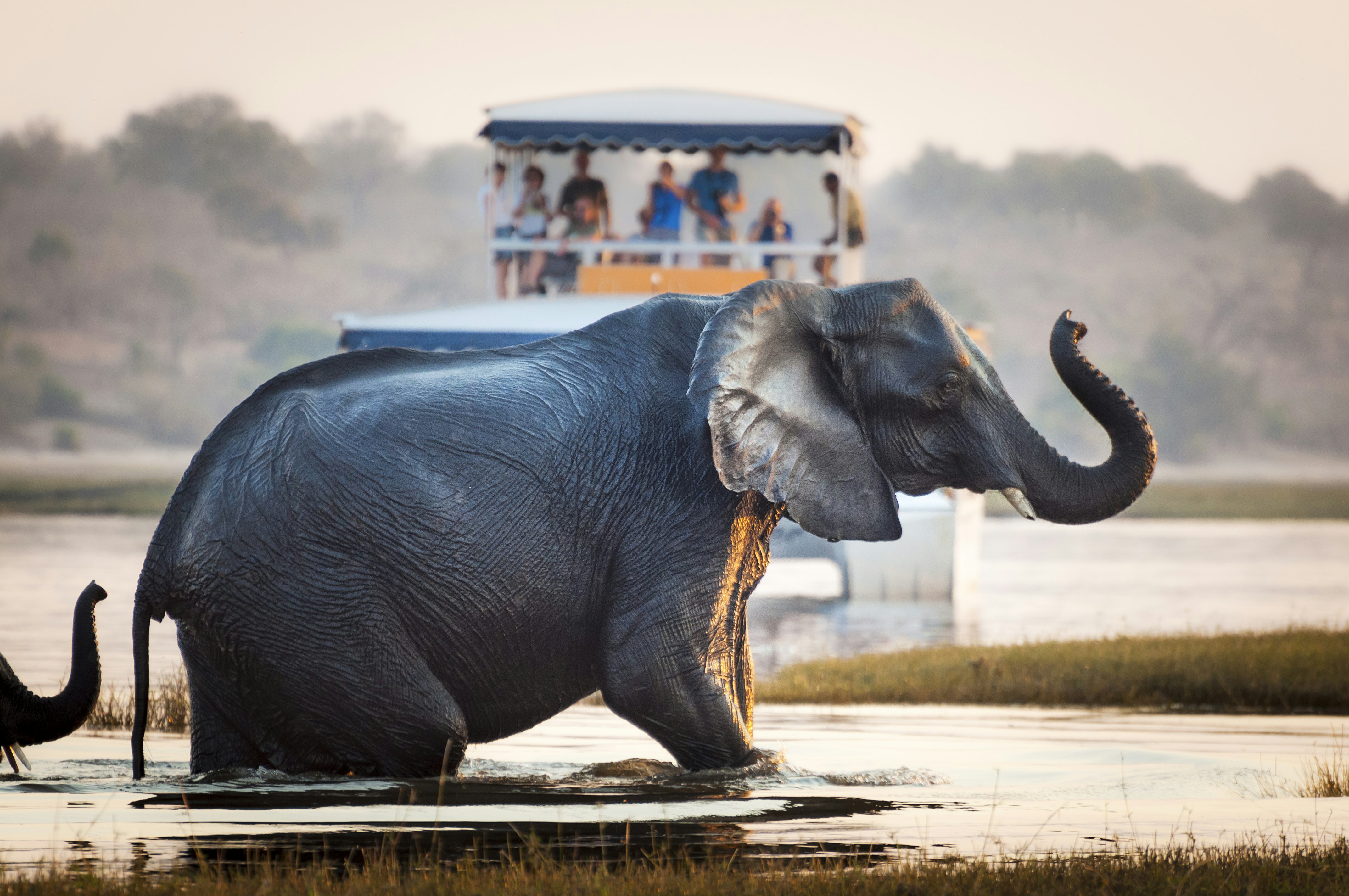 Tourists watch an elephant crossing a river in Chobe National Park, Botswana