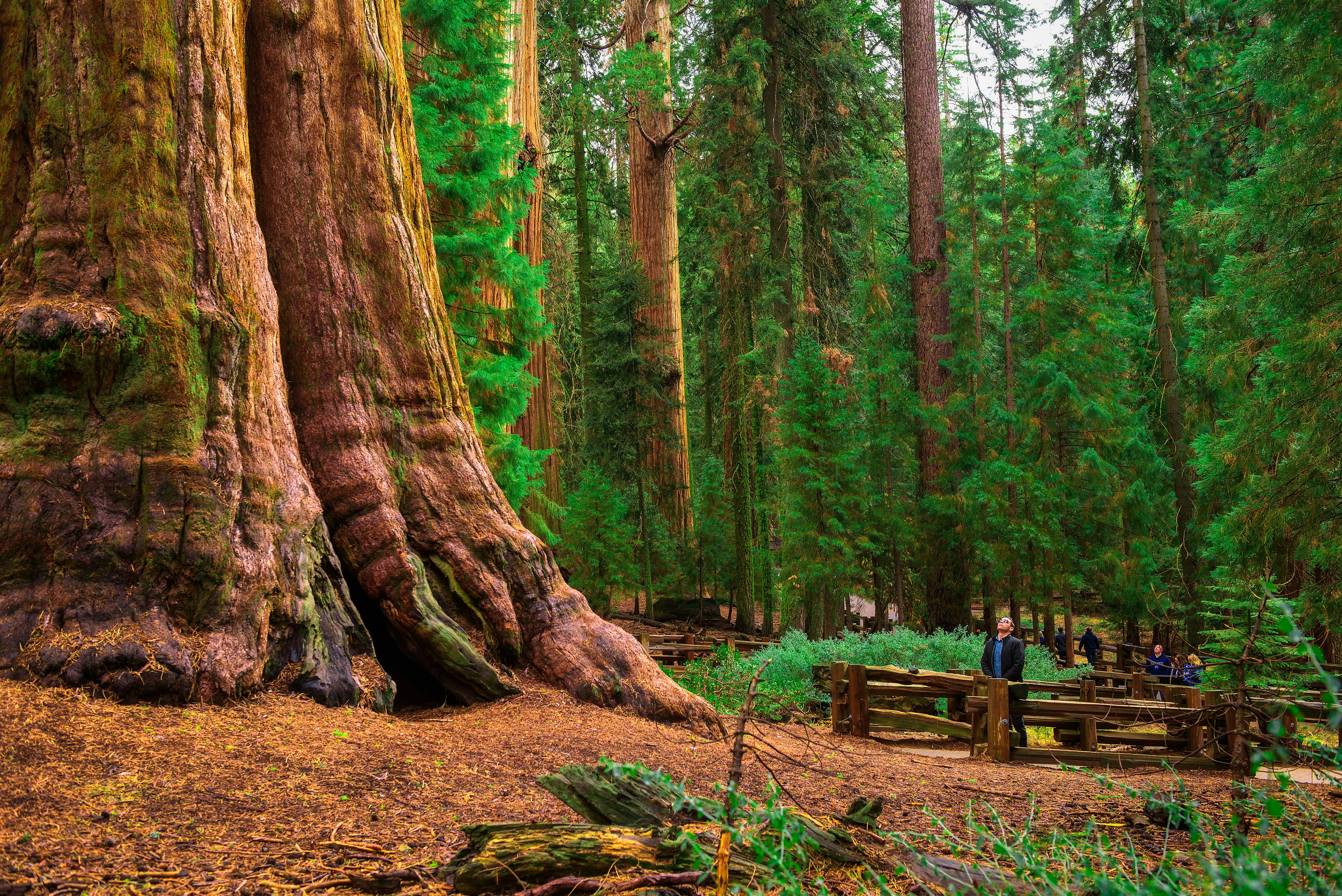 Tourists by the General Sherman Tree in Sequoia National Park