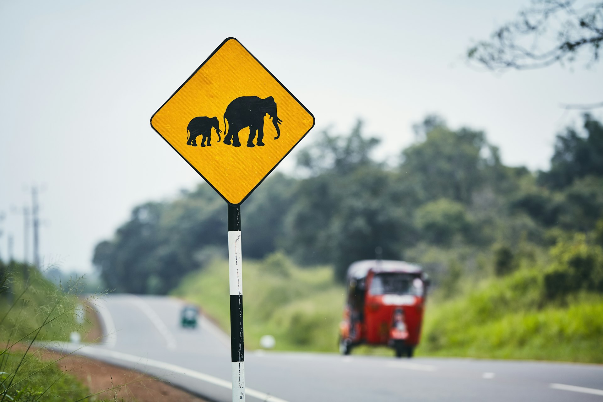 A yellow road warning sign showing two elephants 
