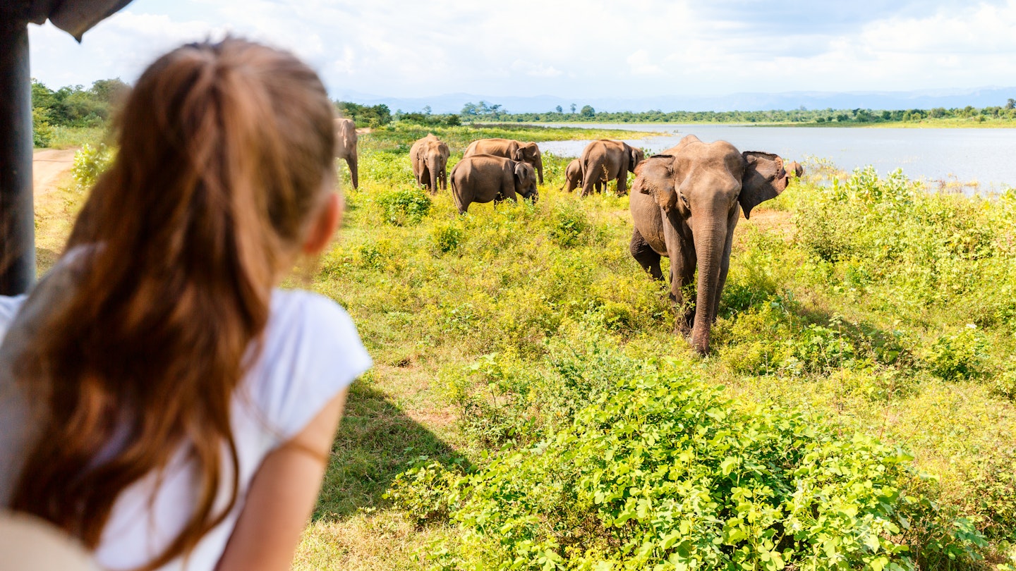 Back view of adorable little girl on safari in Sri Lanka observing elephants from open vehicle
1699698934
activity, adorable, adventure, asia, back view, beautiful, binocular, bush, car, caucasian, cheerful, child, childhood, cute, elephant, explorer, family safari, game drive, girl, human, kid, leisure, little, luxury safari, nature, outdoor, park, people, person, recreation, safari, sri lanka, udawalawe, unrecognizable, vehicle, wild, wildlife, young, youth