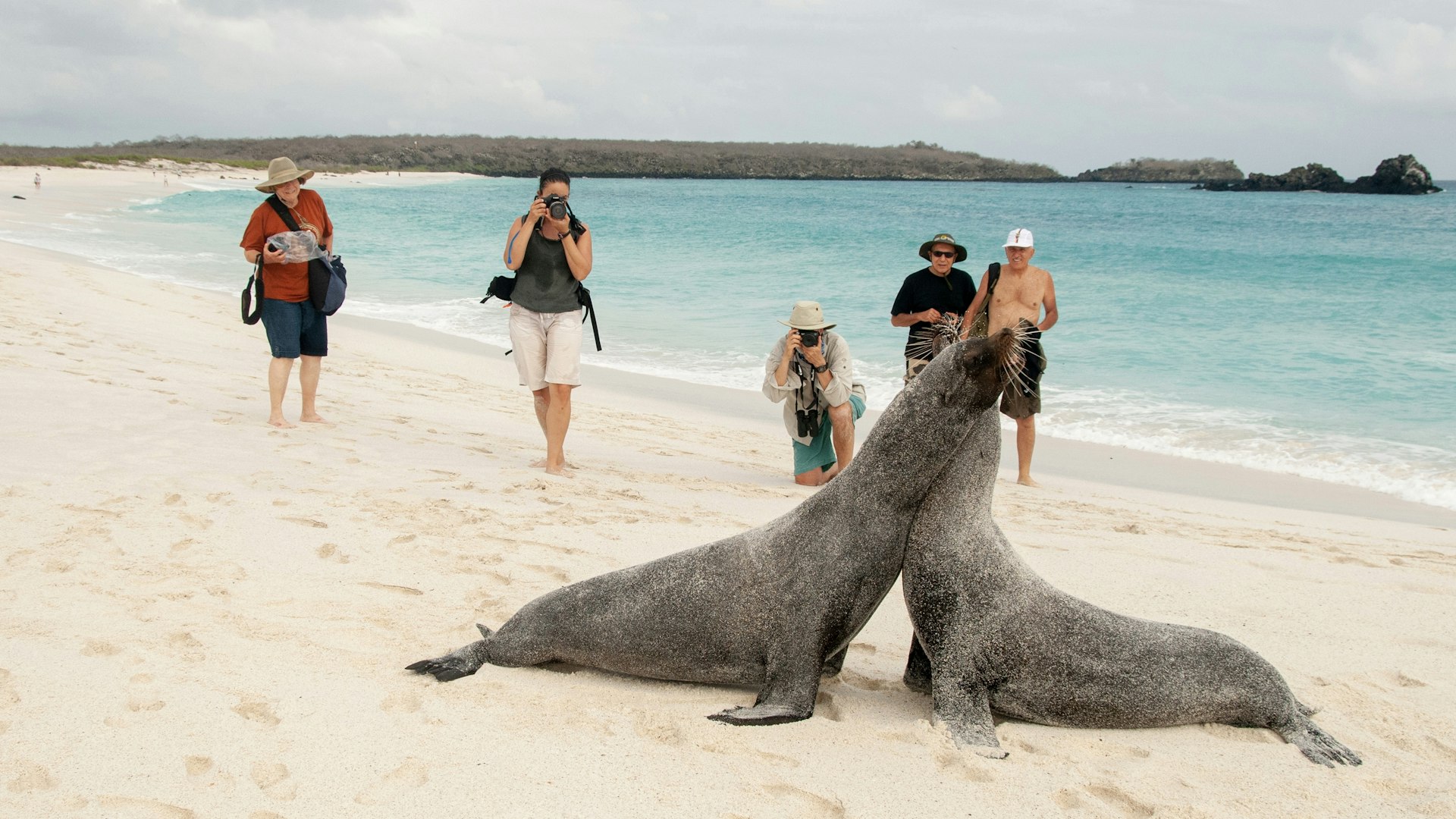 Tourists look at a pair of sea lions on the beach, Galápagos Islands, Ecuador
