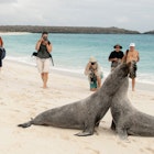 07 january,2010. two galapagos sea lions spar as tourists look on. (editorial use only); Shutterstock ID 2313478379; full: 65050; gl: Lonely Planet Online Editorial; netsuite: DIY Galápagos; your: Brian Healy
2313478379
beach, bull, cute, dominant, eco-tourism, ecuador, espanola island, fighting, galapagos, galapagos sea lion, gardner bay, sand, sea lion, zalophus wollebaeki