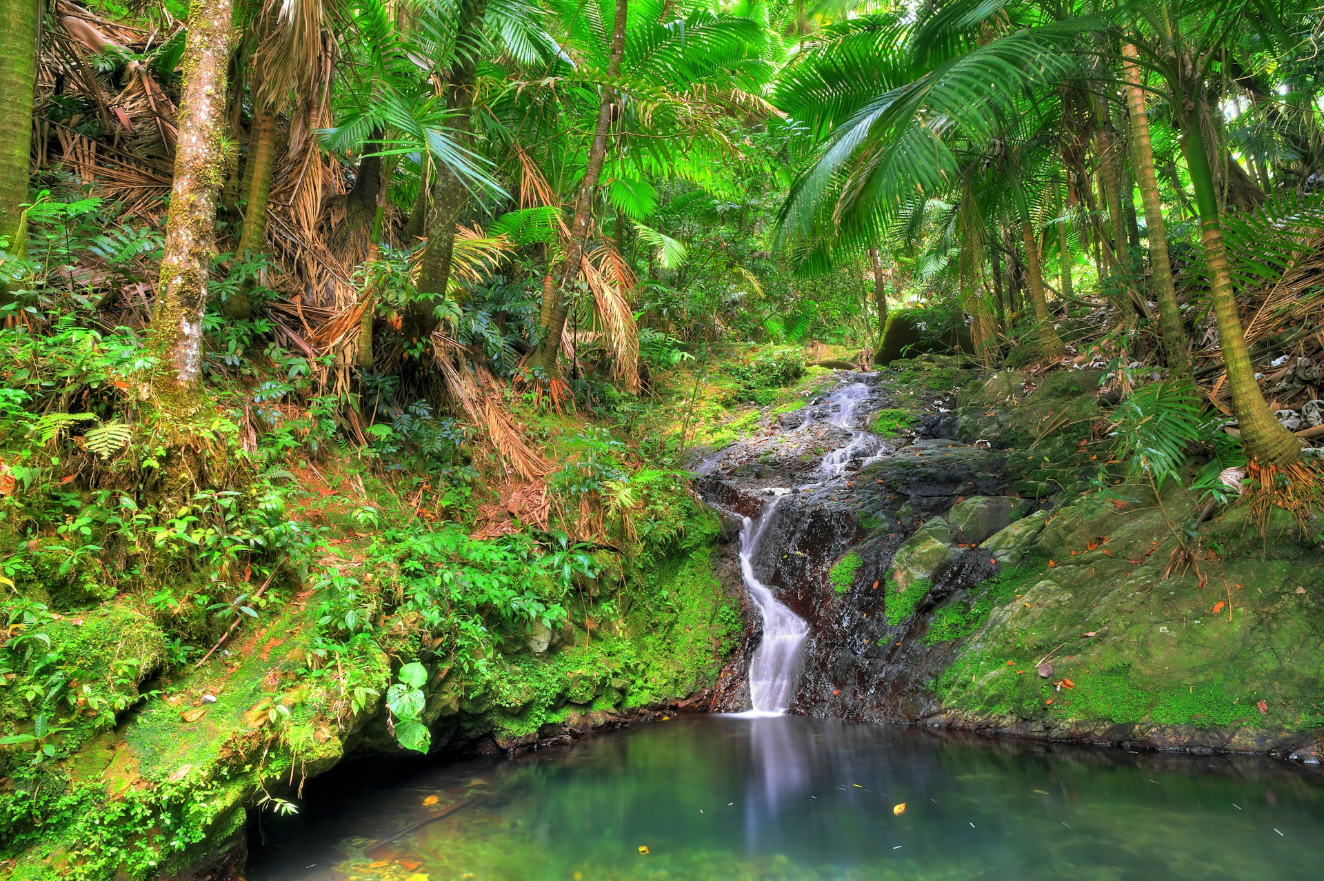 A small cascade trickles down mossy rocks into a pool in El Yunque National Forest, Puerto Rico