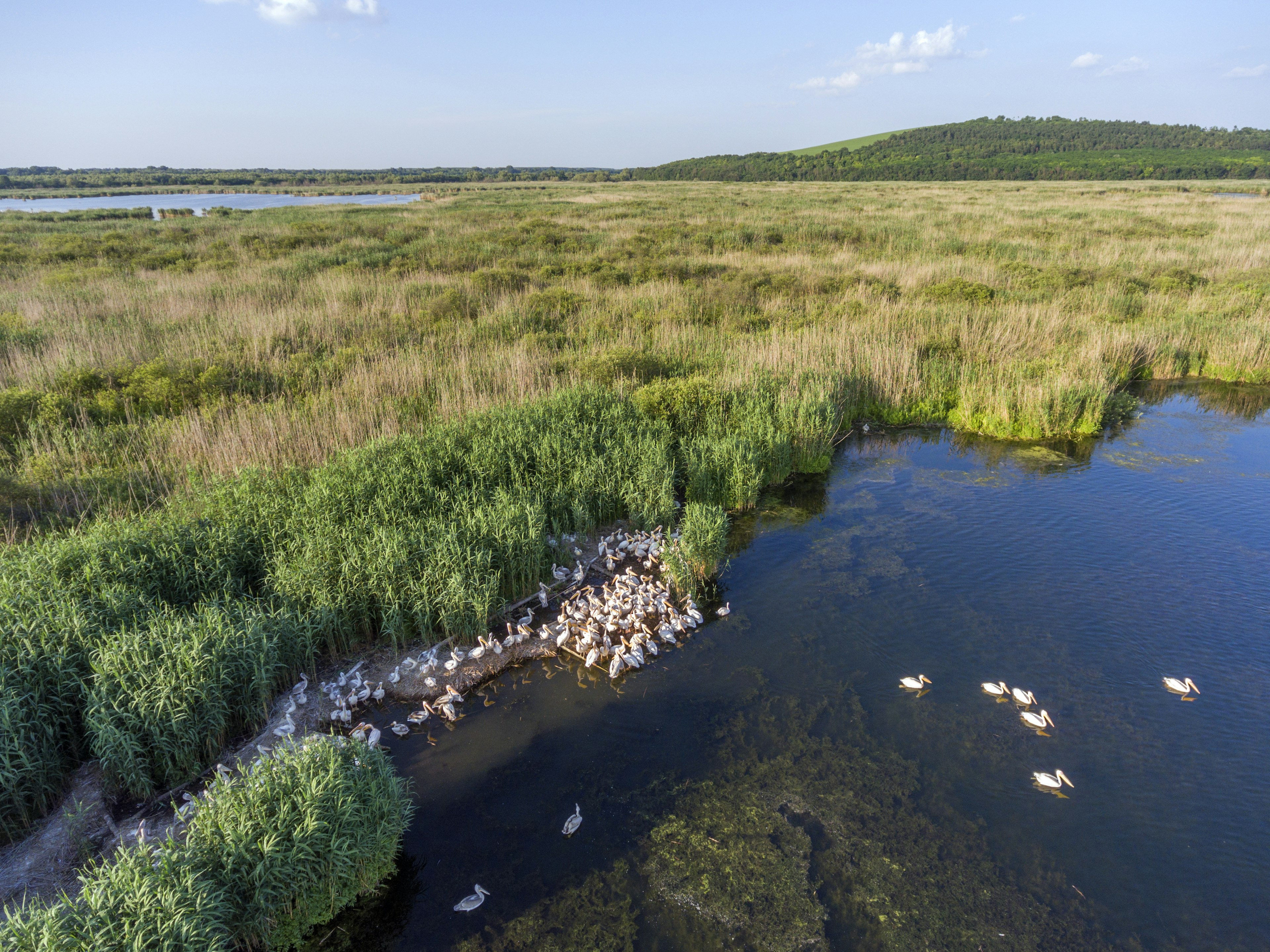 Pelicans’ nest at Lake Srebarna, Bulgaria