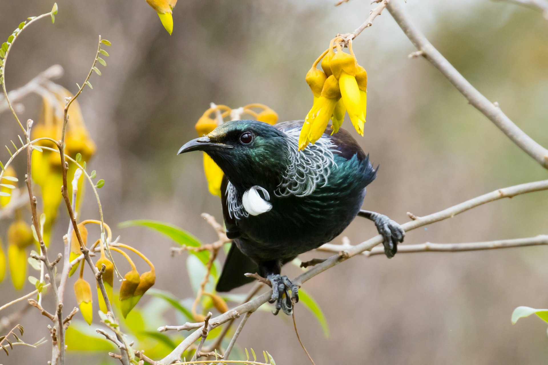 An iridescent tui bird (Prosthemadera novaeseelandiae) feeding on Kowhai nectar near Taupo.