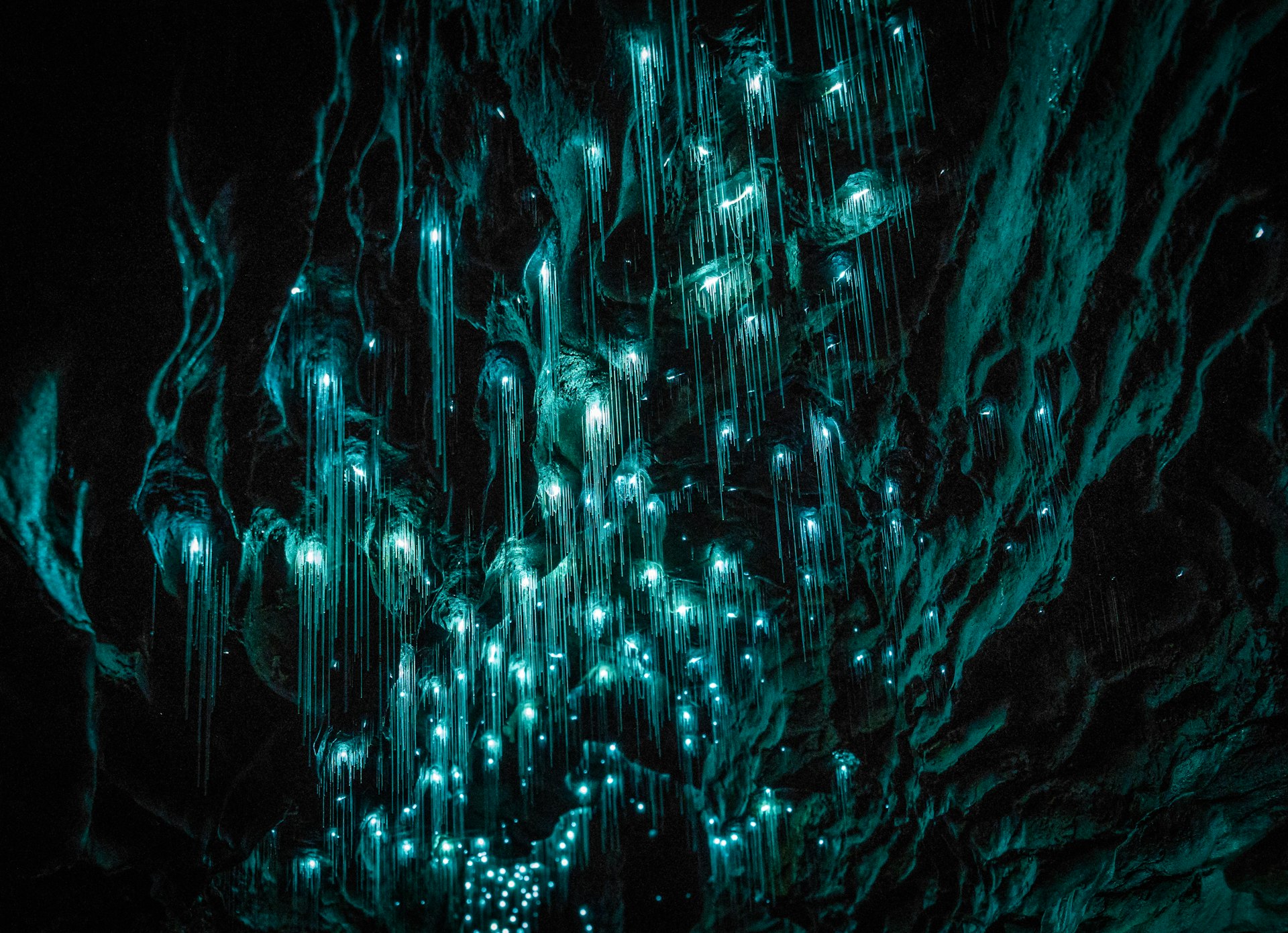 Greeny-blue, luminous glowworms hang from the dark roofs of caves lighting up the Waitomo Glowworm Caves in Waikato, New Zealand