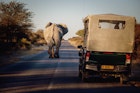 Elephant on the road at sunset, Etosha National Park, Namibia
1178329105
adventure, adventure travel, africa, elephant, etosha, etosha national park, evening sunset, game drive, game drive africa, land rover defender, namibia, photographer, roads, safari, safari car, savannah, sunset, tourism, toyota land cruiser, wildlife