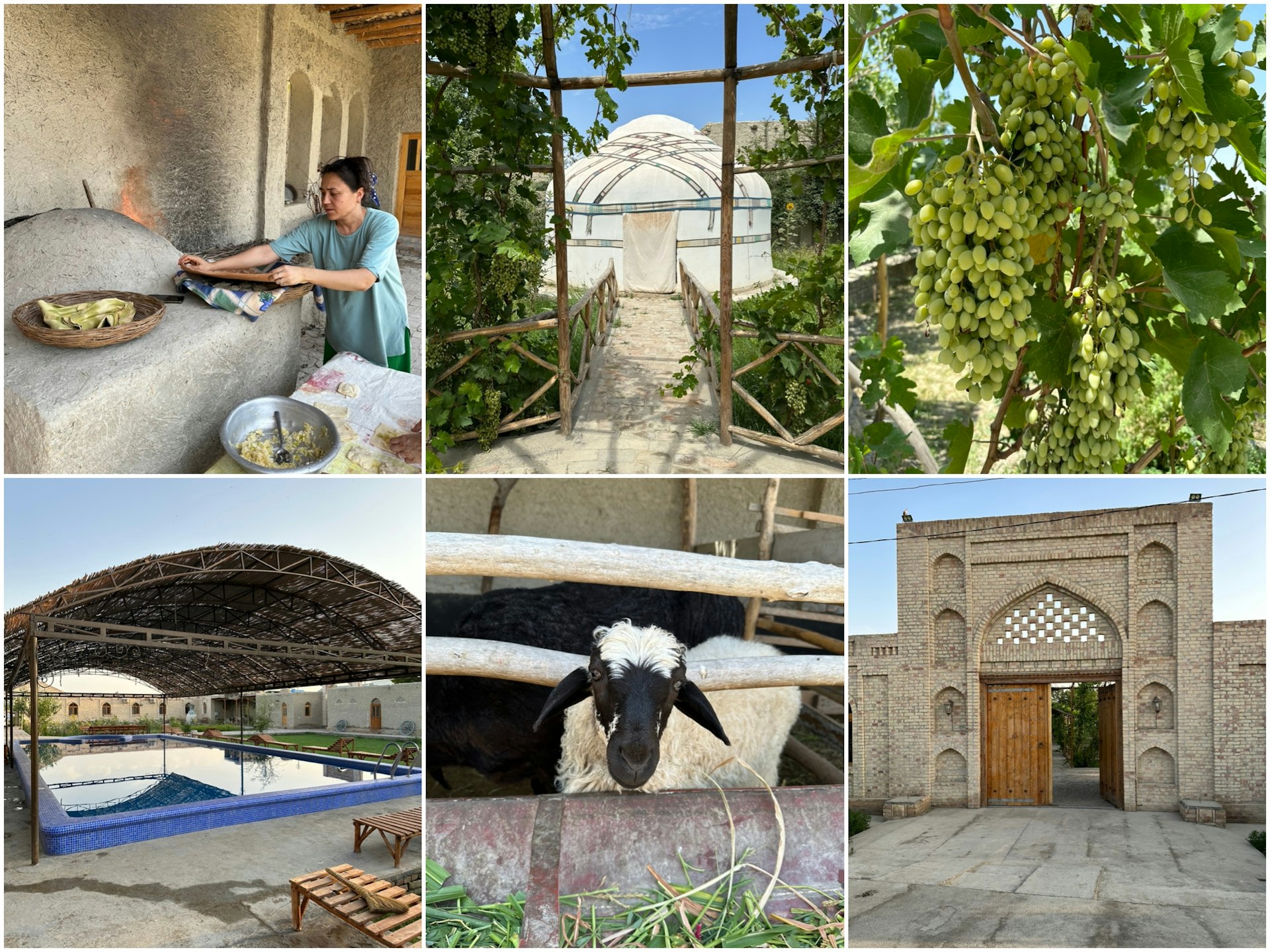 A collage shows farm scenes in Uzbekistan. 