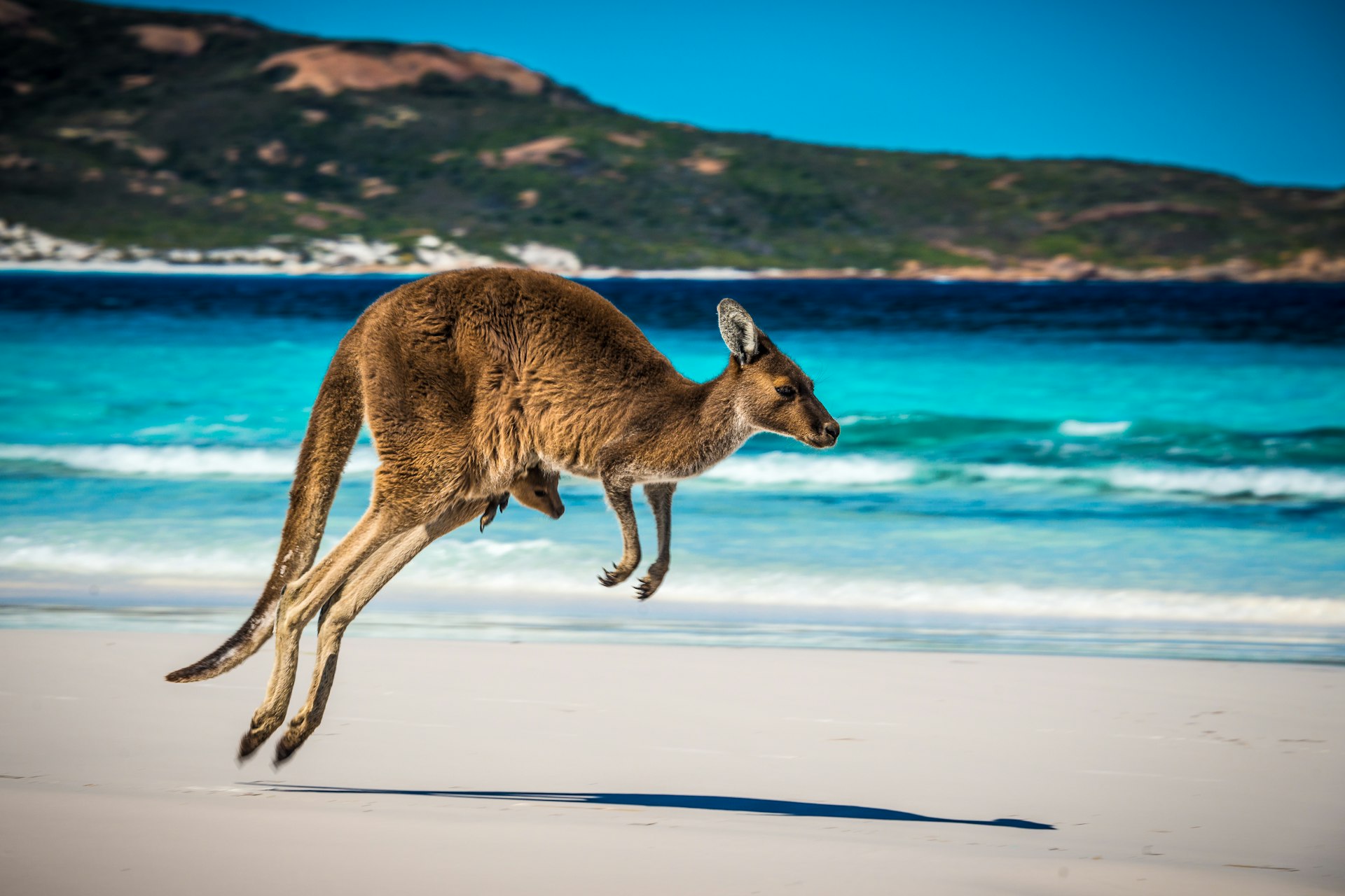 A kangaroo with a baby in its pouch leaps across the sand at the beach