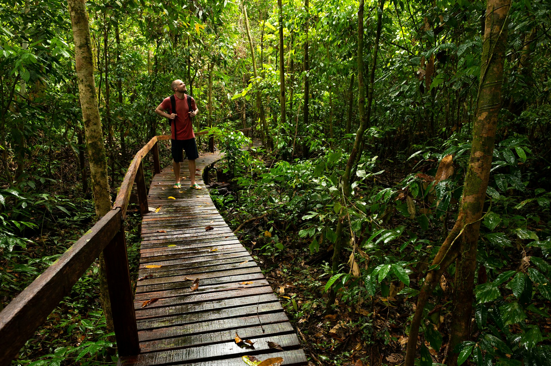 A man hikes on a boardwalk, Gulung Mulu National Park, Borneo, Malaysia
