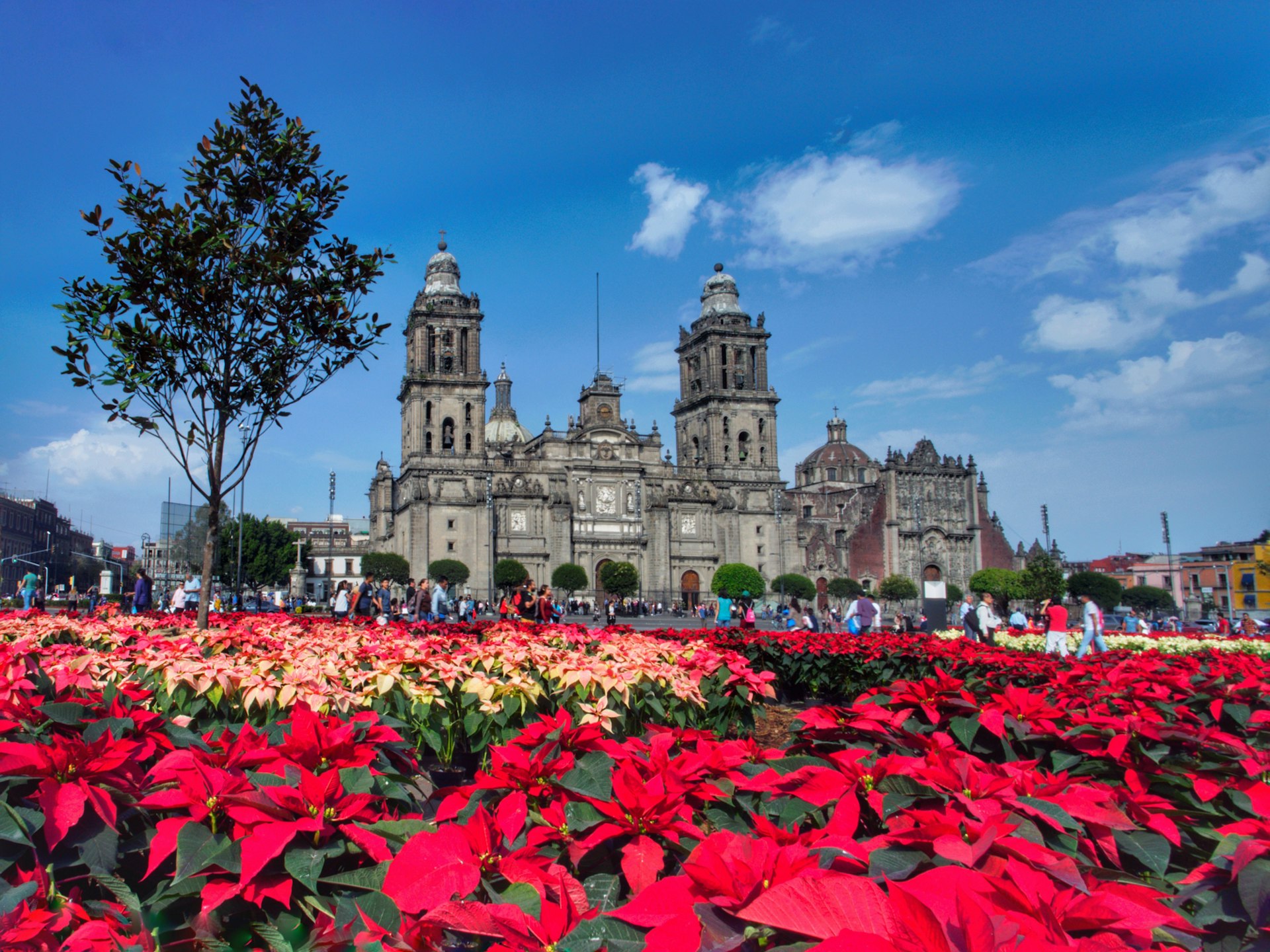 Christmastime in Mexico City with colorful poinsettias displayed outside the city's major church