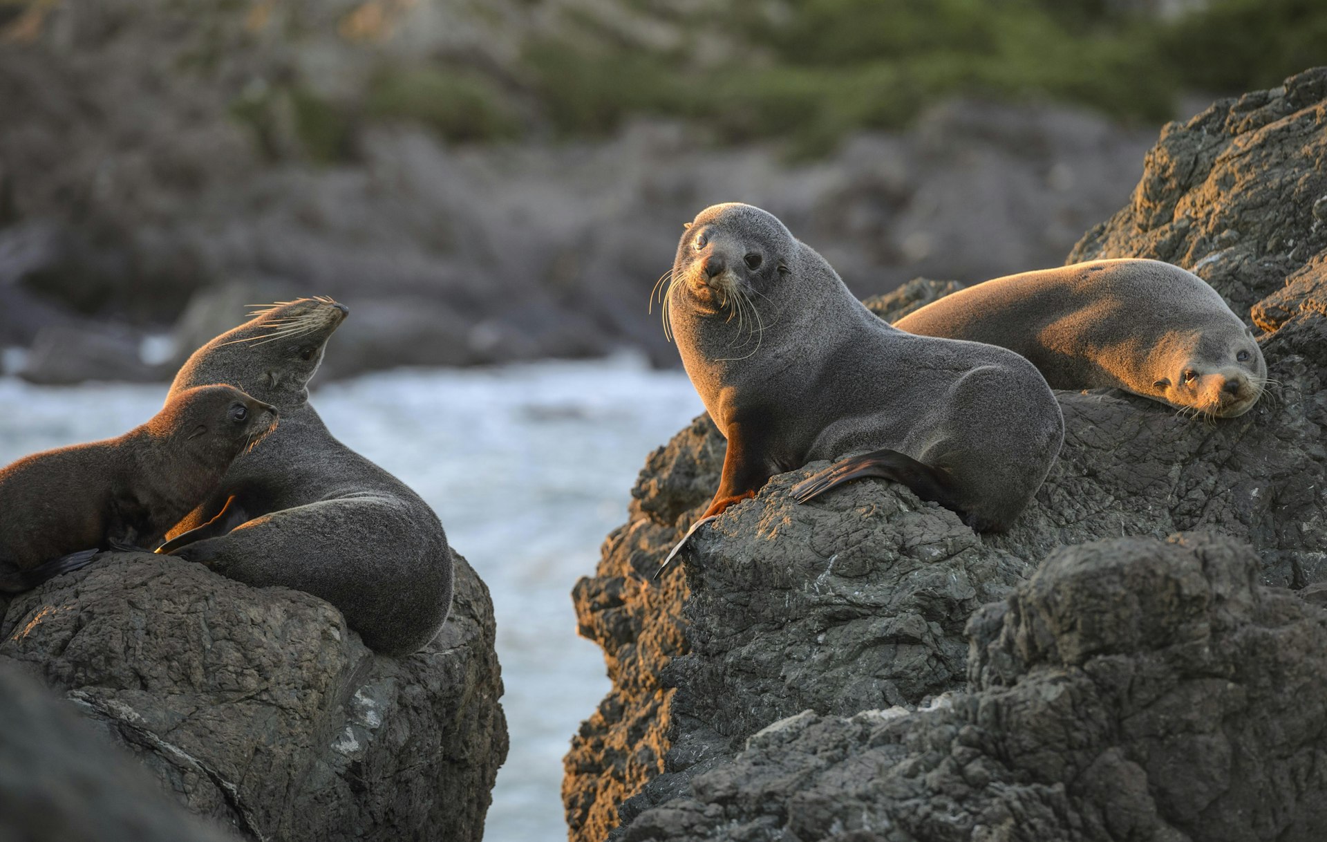 Fur seals lying on rocks in the evening sun near Cape Palliser, New Zealand