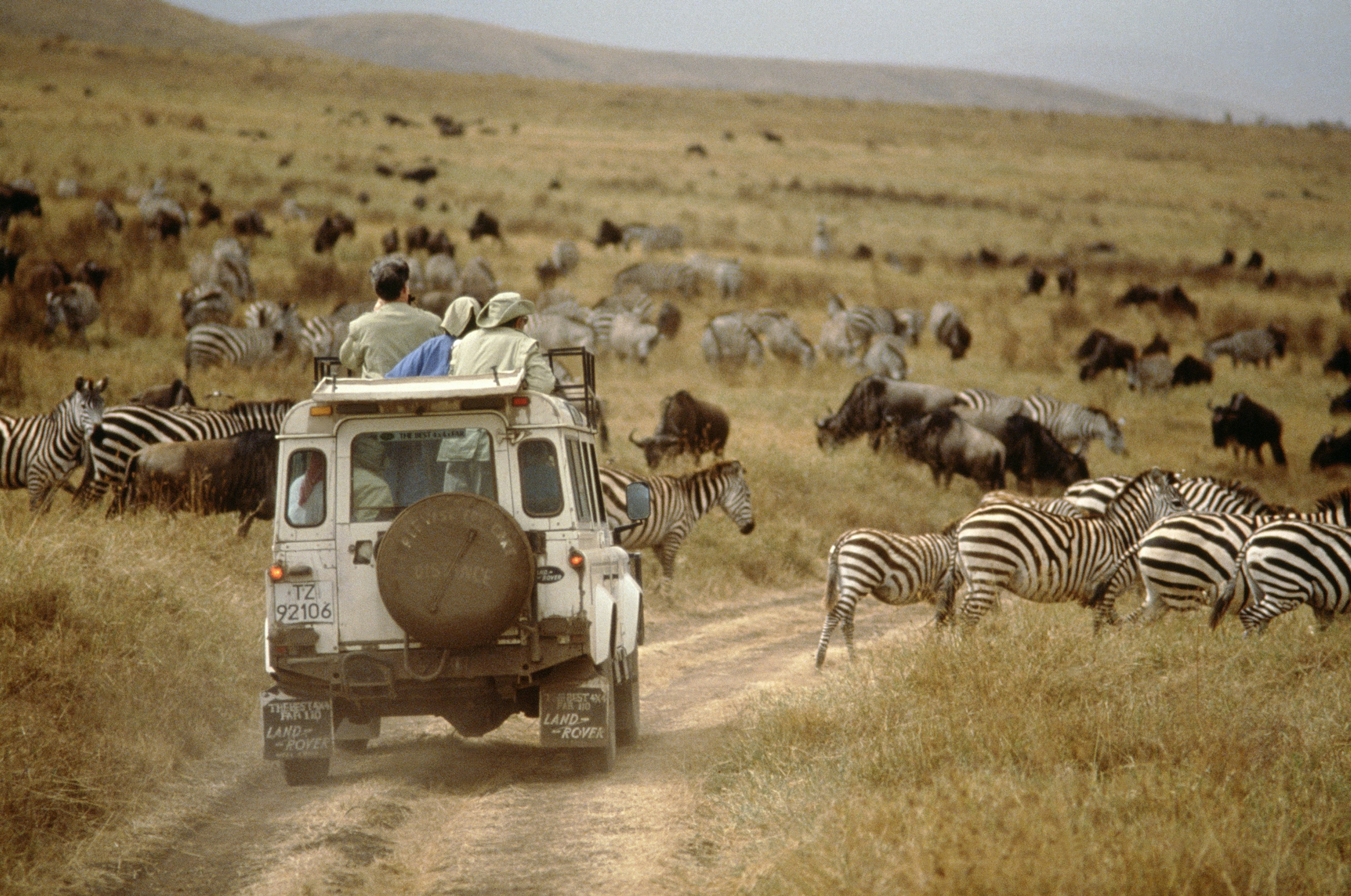 A Land Rover safari vehicle with tourists standing looking out of its roof is stationary on a dirt track as zebras pass in front of it