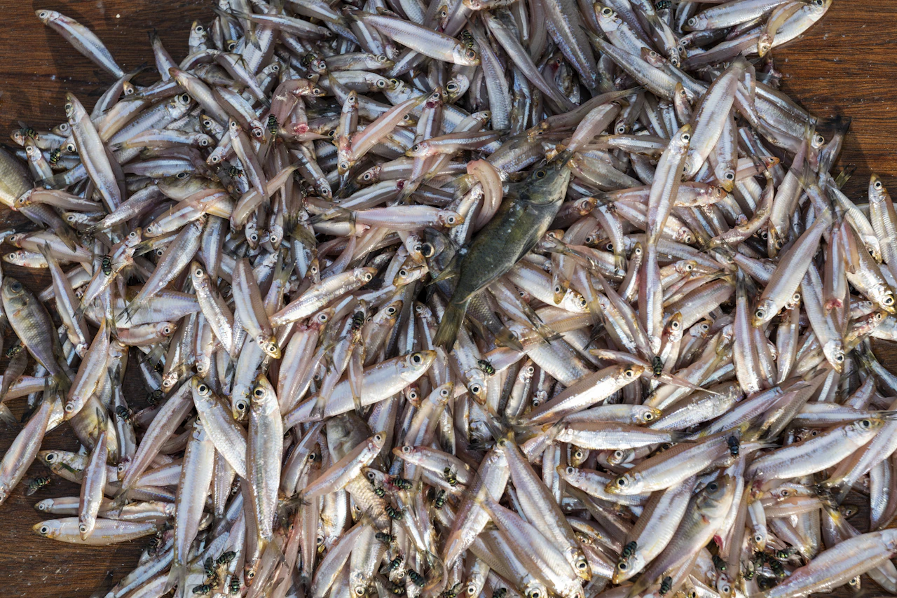 Rwanda's food scene: The taste of a nation - Lonely Planet