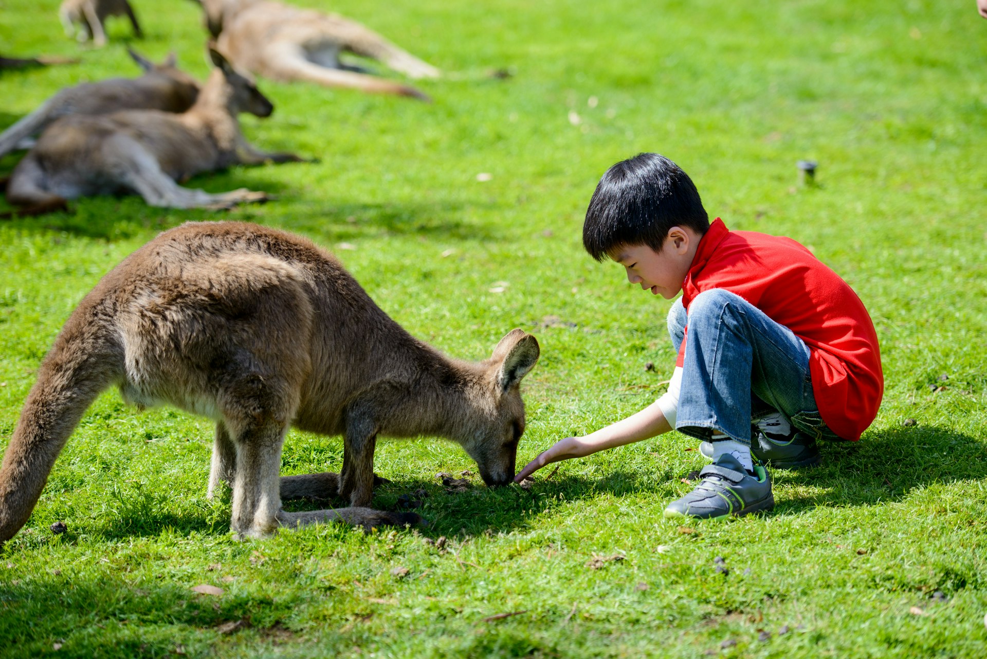 Boy feeding a kangaroo in a wildlife park
